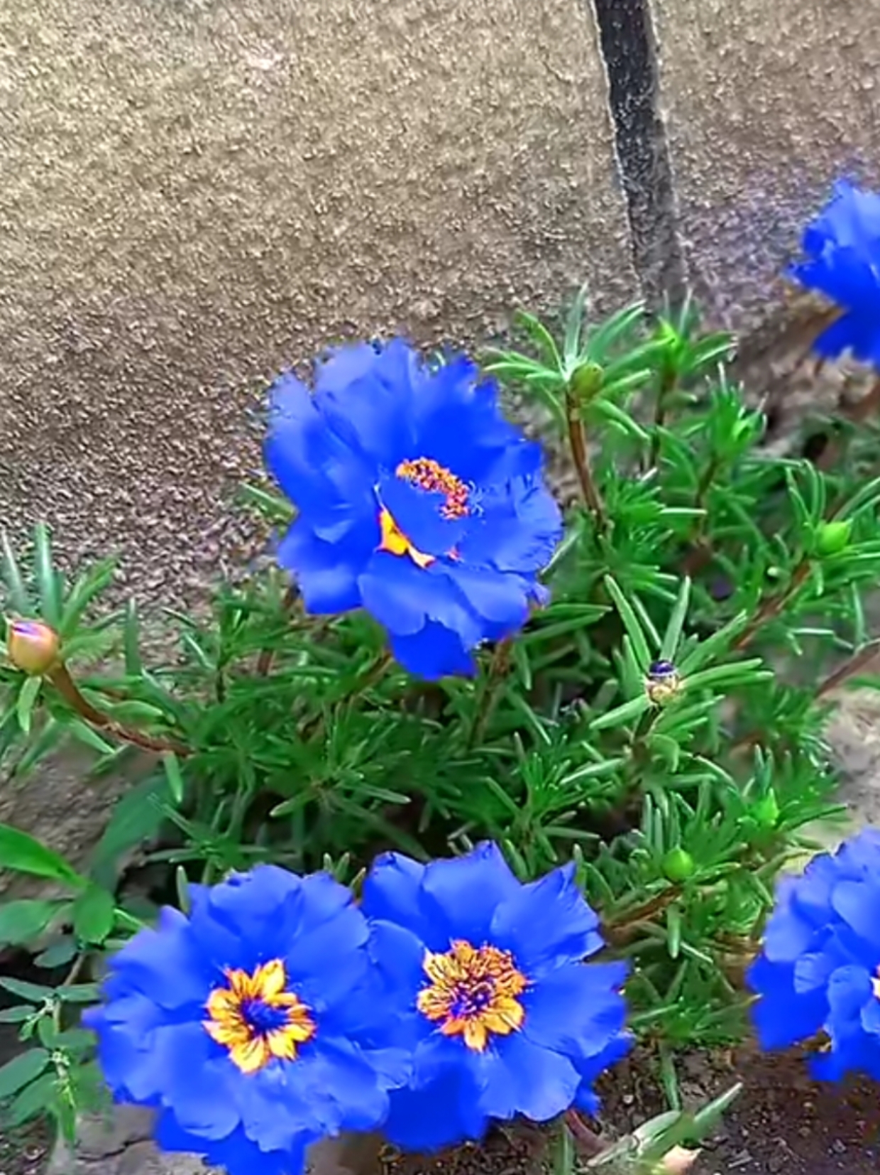 我还是第一次看到,漂亮极了.这种蓝色妖姬太阳花生长在那的地方 ?