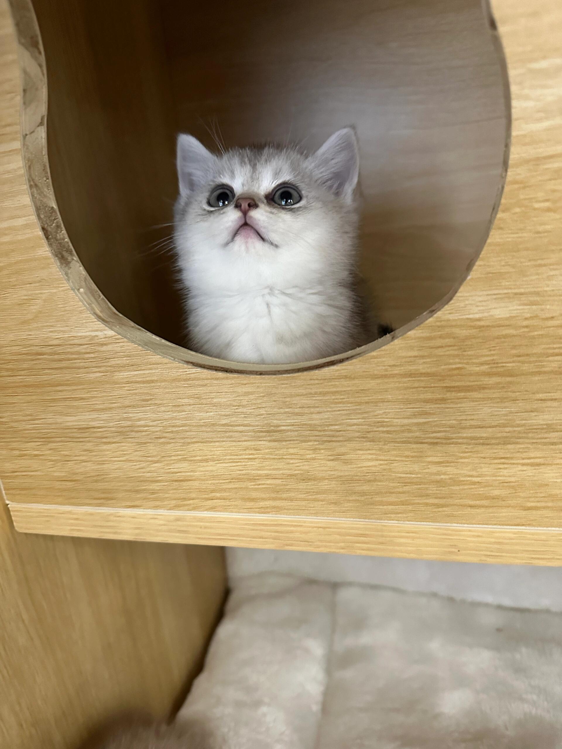 银渐层猫猫宝宝,广东惠州可以直接带回家了||这是一只两月大的银渐层