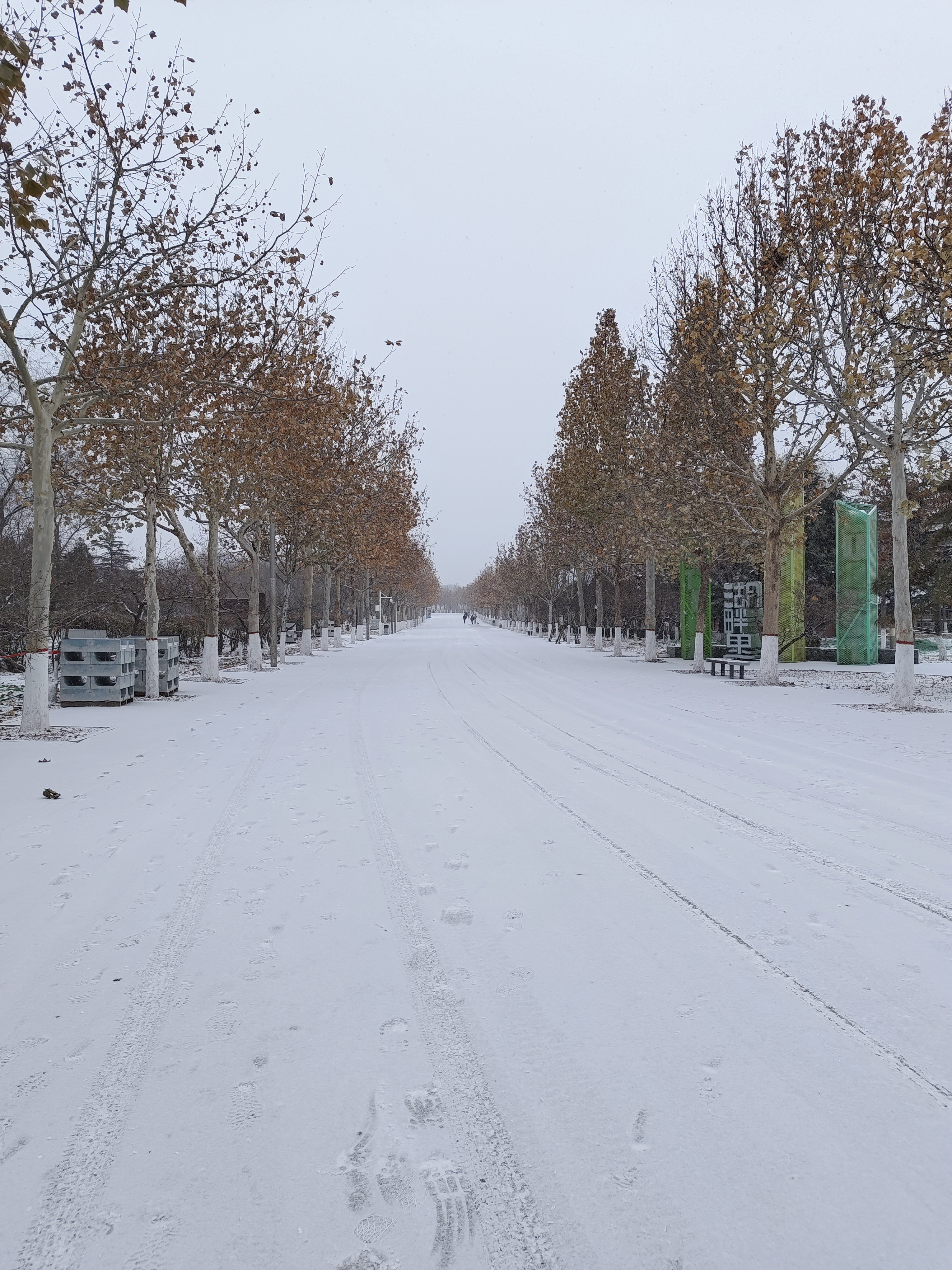 白天下雪图片真实图片