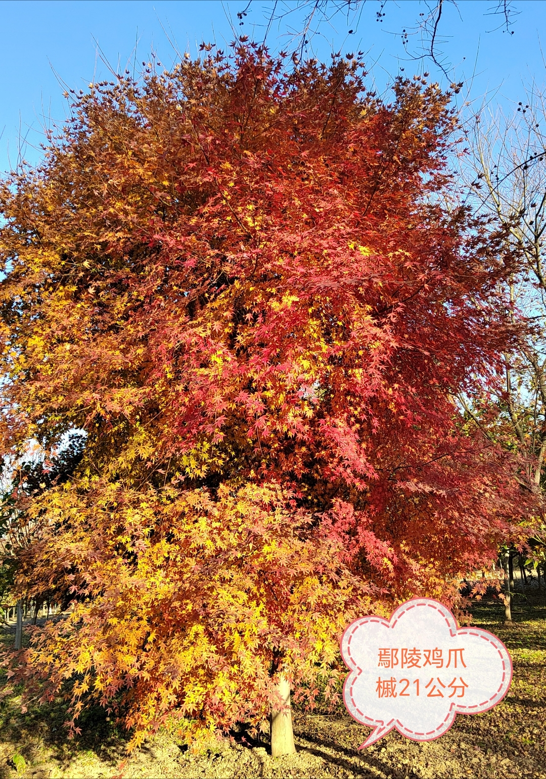 鄢陵鸡爪槭基地欢迎你来合作共赢共享