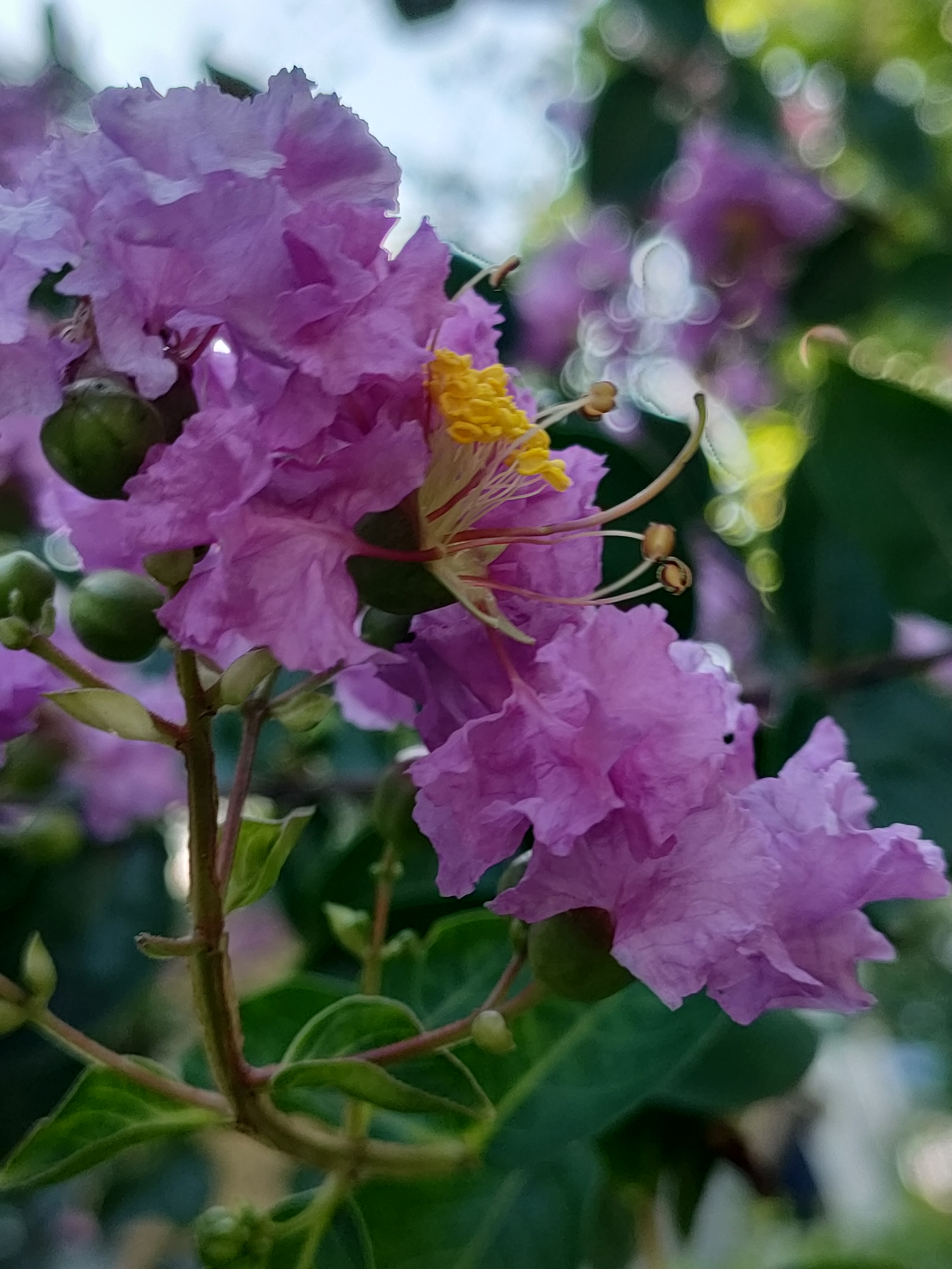 夏日晚霞中的紫薇花有着不一样的美,傍晚的风轻轻吹过,让人觉得在这