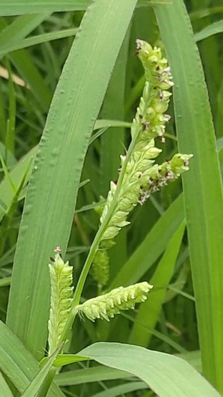 河岸步道边的稗草绿意盎然,一片生机勃勃的景象,丰盛的簇拥在一起,有