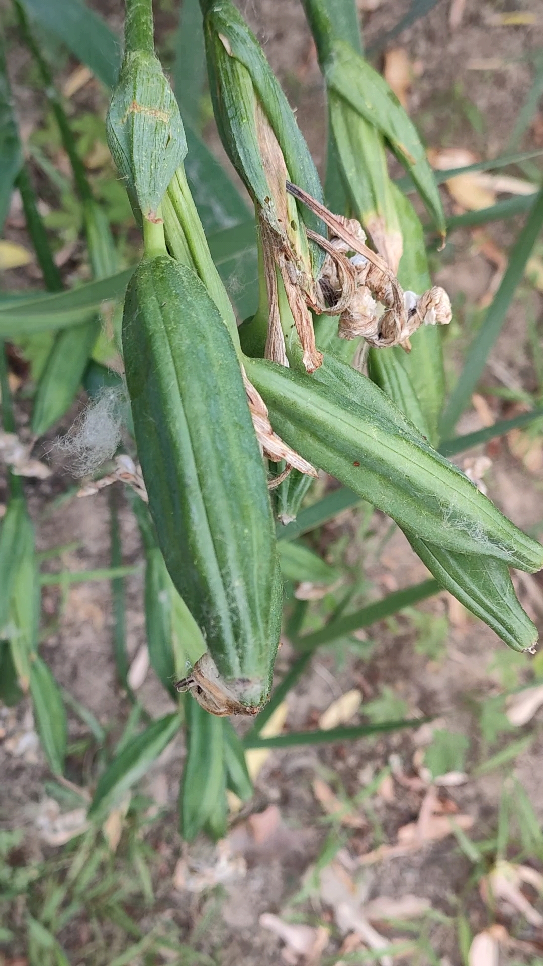 鸢尾草果实图片