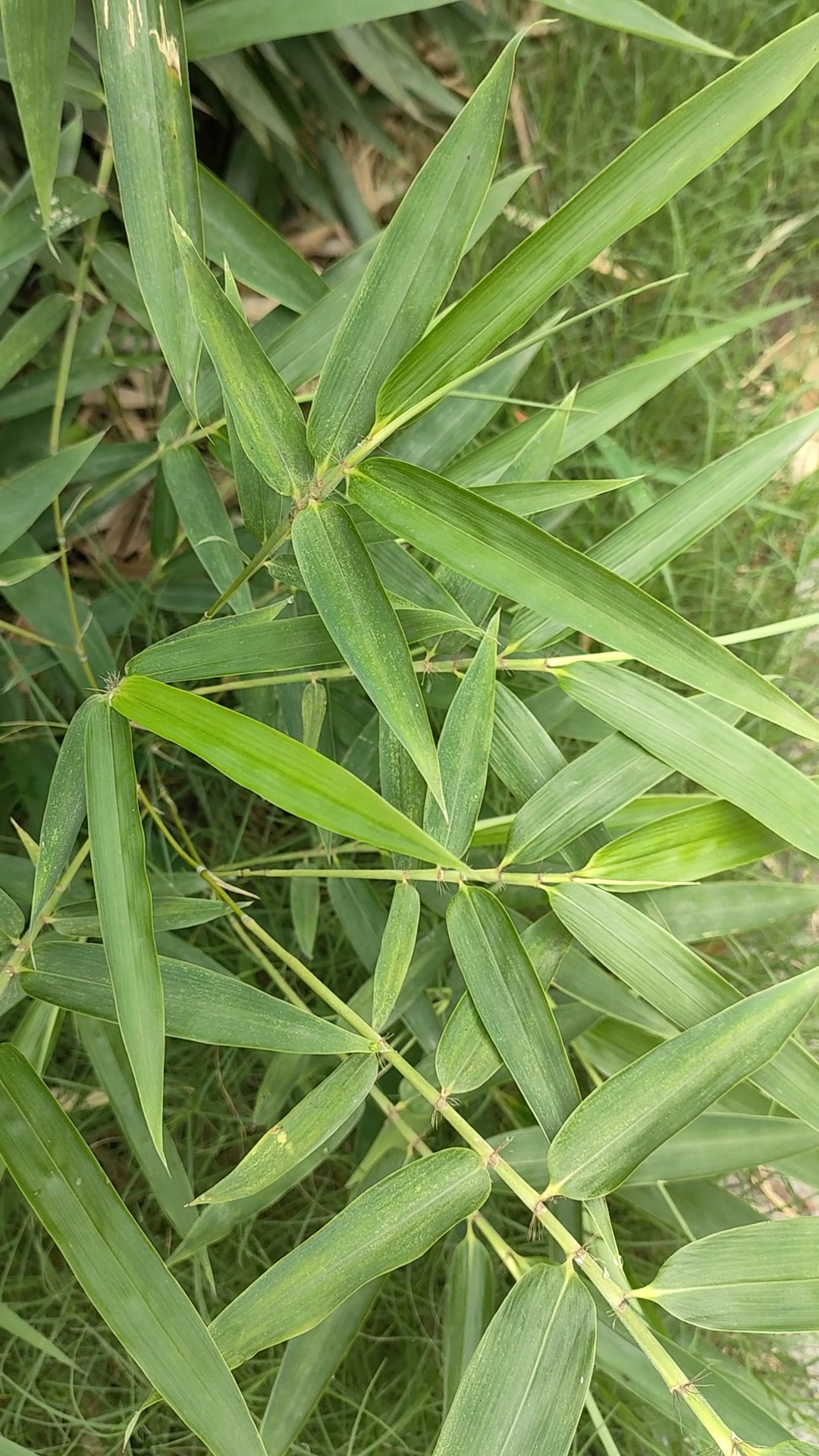 看这些清翠的竹叶长得真是茂密,这竹日复一日每日