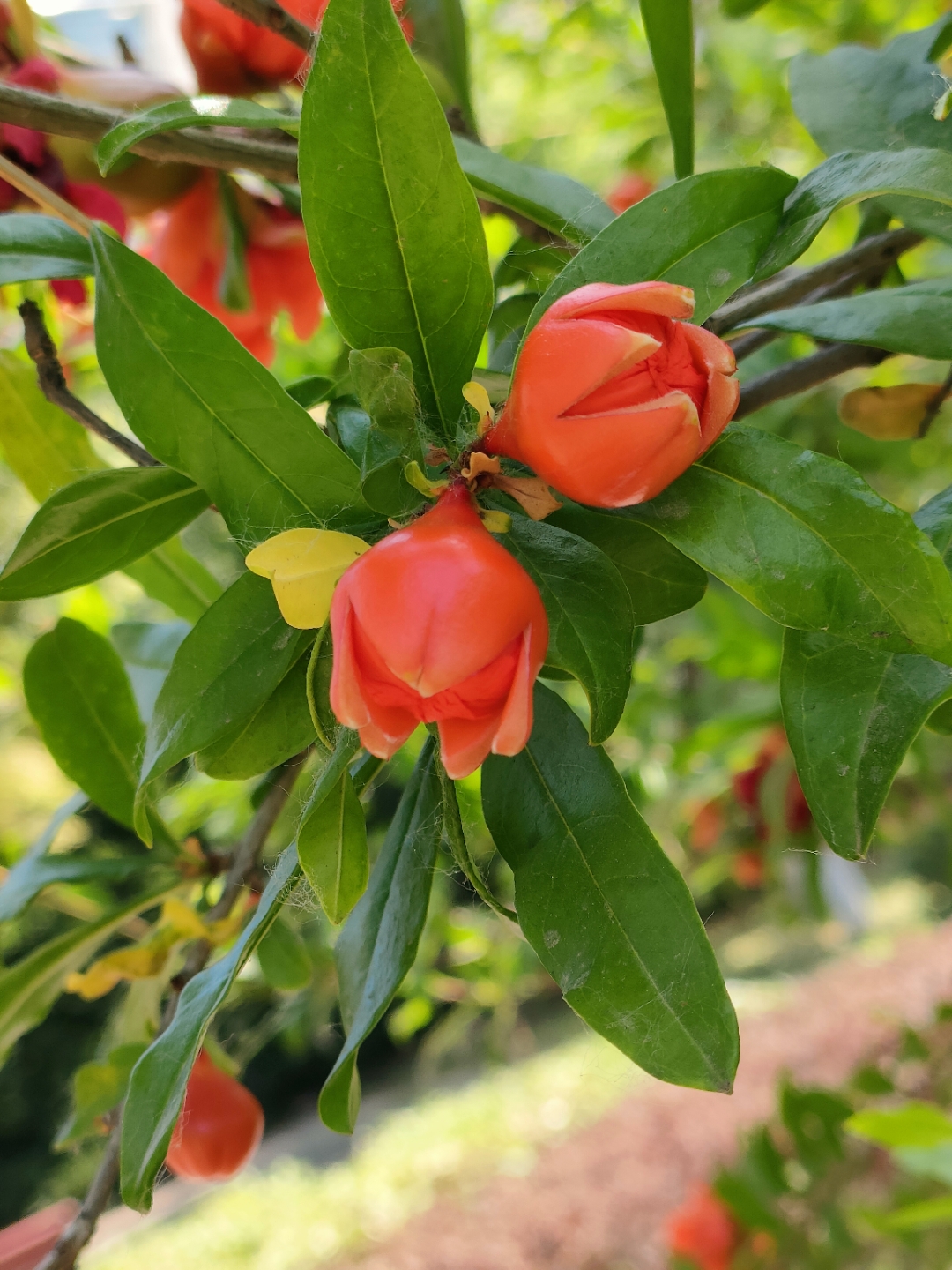 石榴花开  石榴花开枝繁叶茂