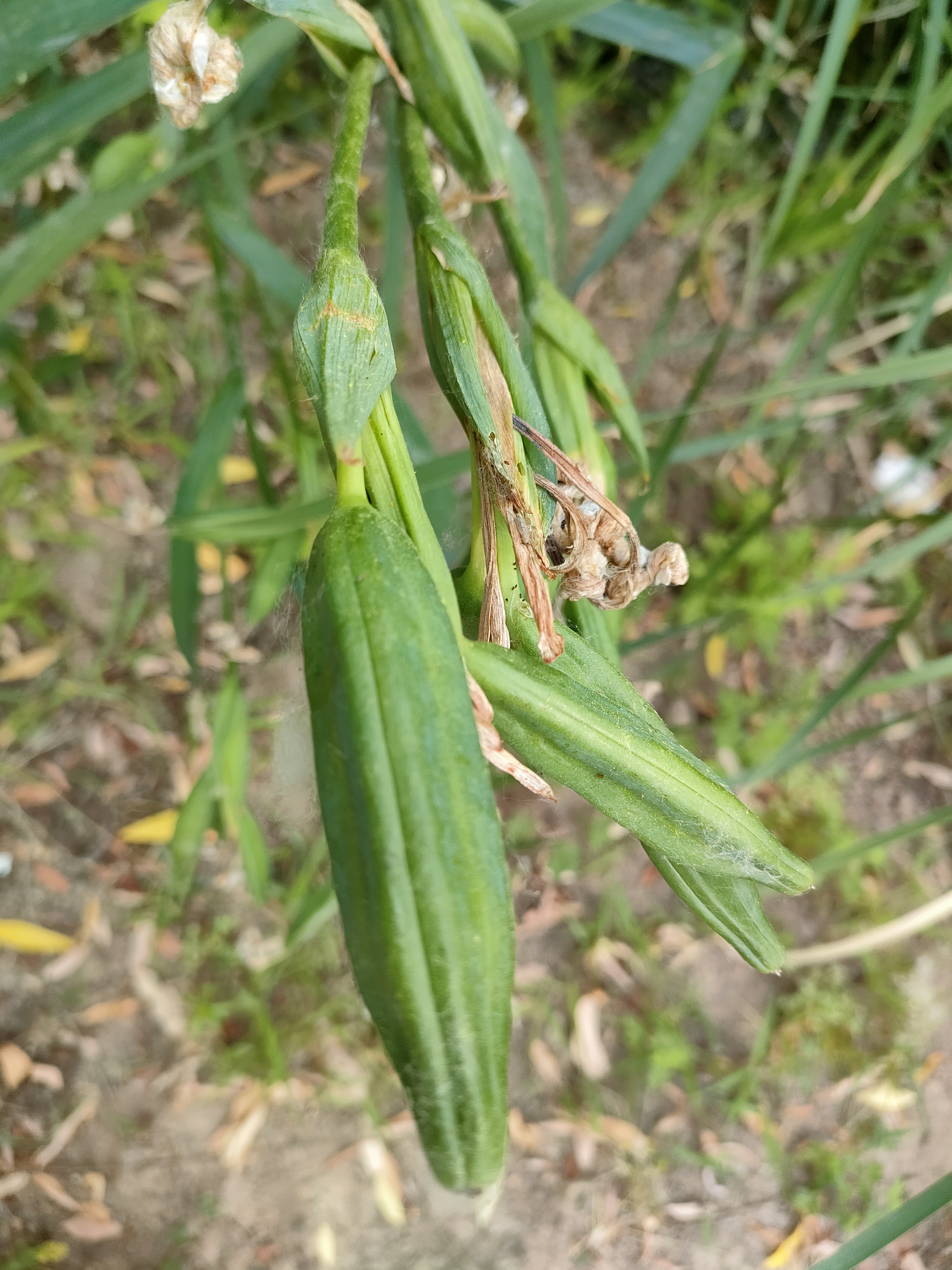 看这长长的果颊的模样,长得像不像秋葵,是水菖蒲长出来的,开的花是