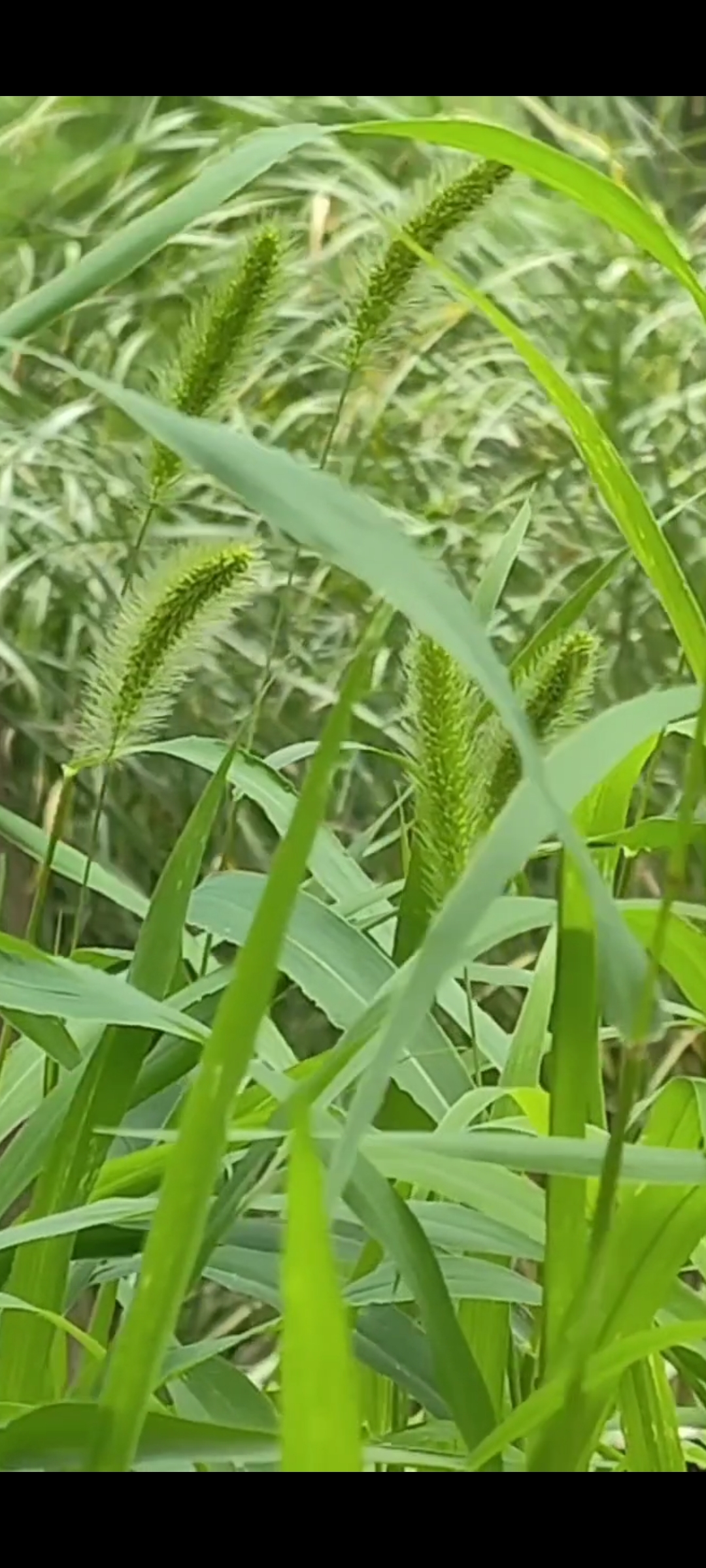 这种草在我们周围再普通不过了,它可以生长在农田地头,荒野山坡河谷