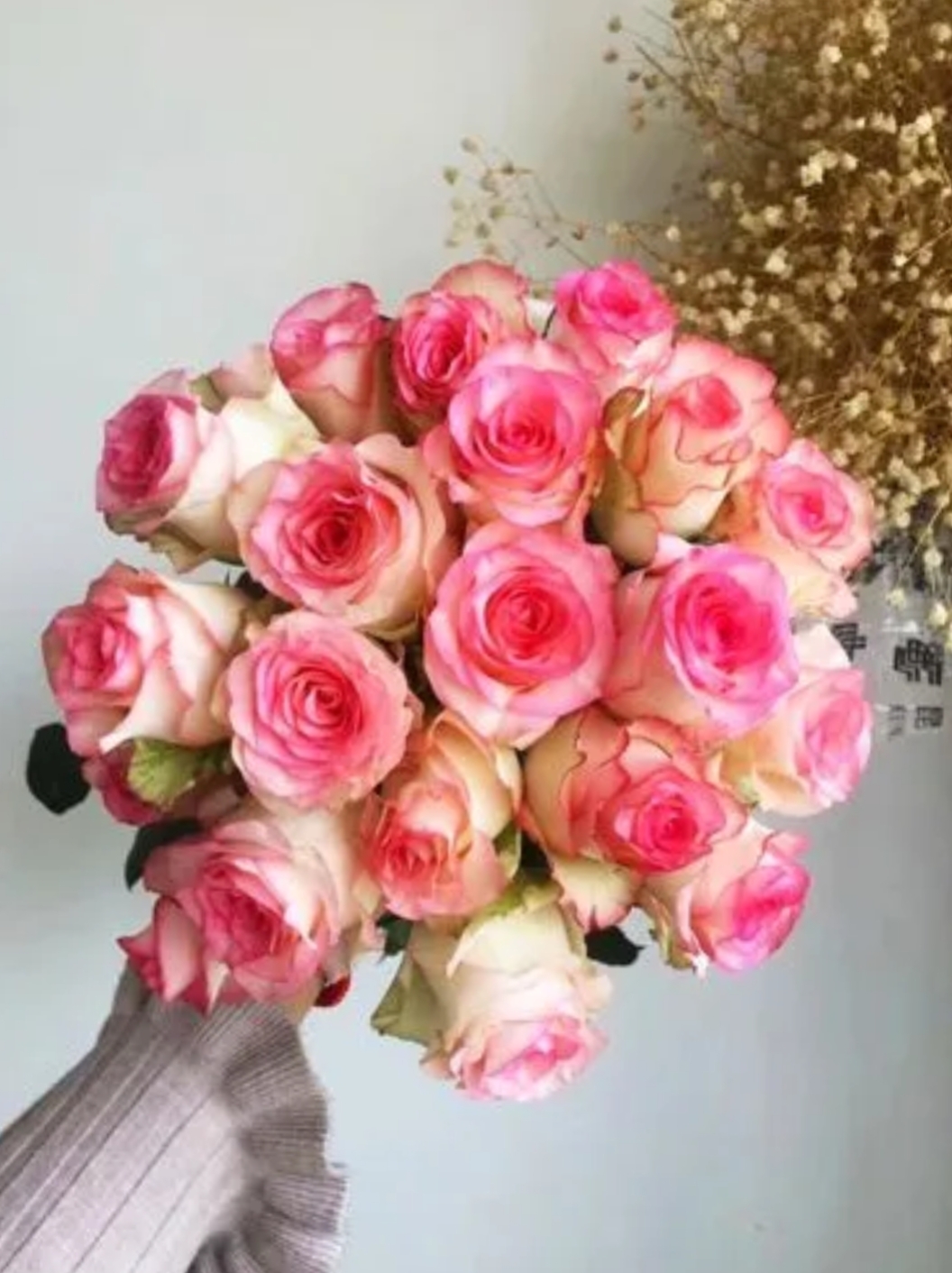 959498艾莎玫瑰95  眼前这束玫瑰花,如同初夏的温柔拥抱,粉色