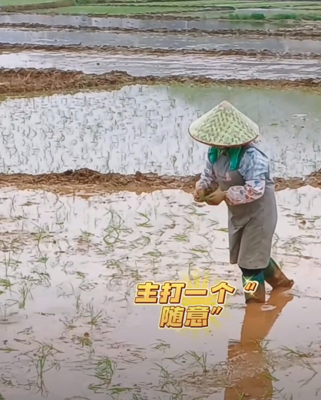 网友说:什么叫抛秧,就是随手丢啊,但是不能丢一堆,也不能丢得太稀