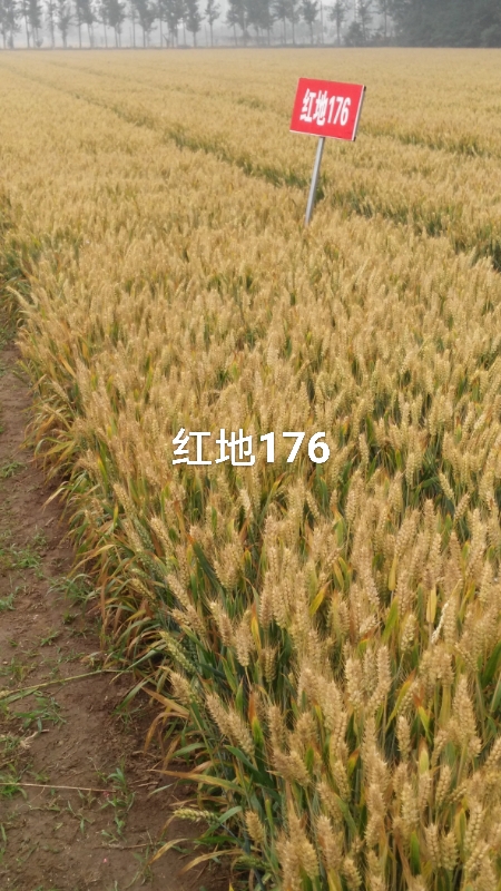 红地176是作者在山东省济宁红地种业选育的小麦品种,通过山东省品种