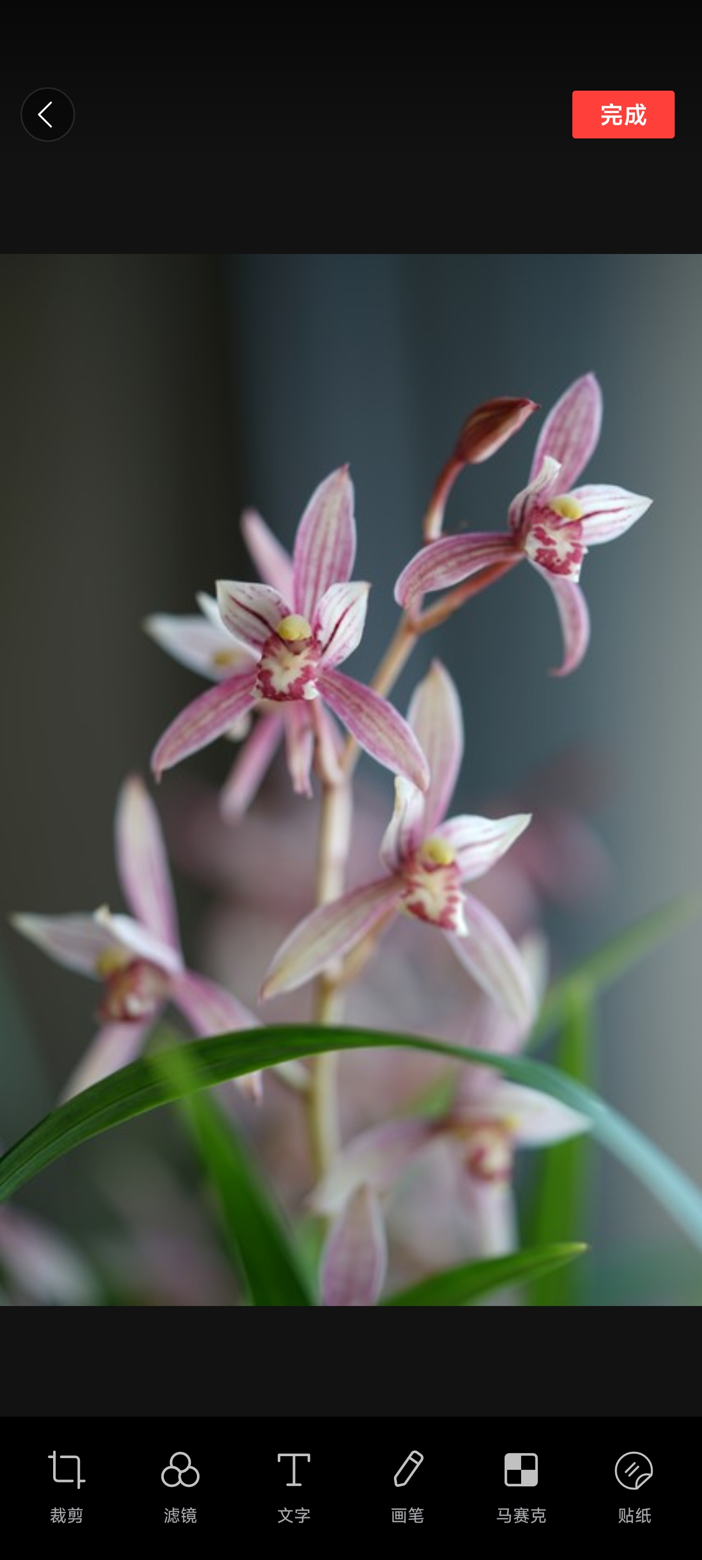 今天的文章,爱好兰花的朋友得非常有耐心地看,而且不建议吃饭的时候看