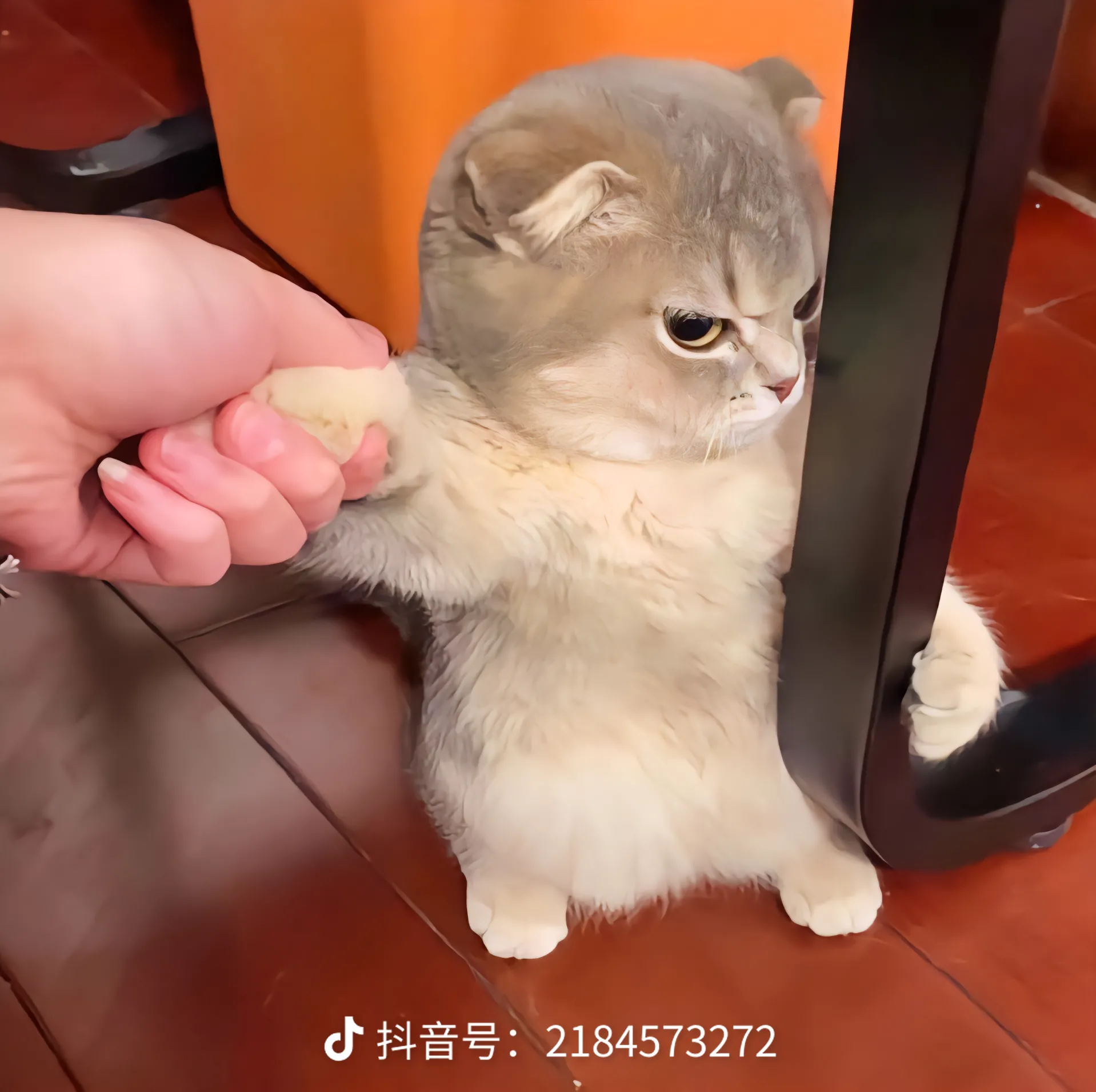 沙雕又搞笑的可爱小猫头像