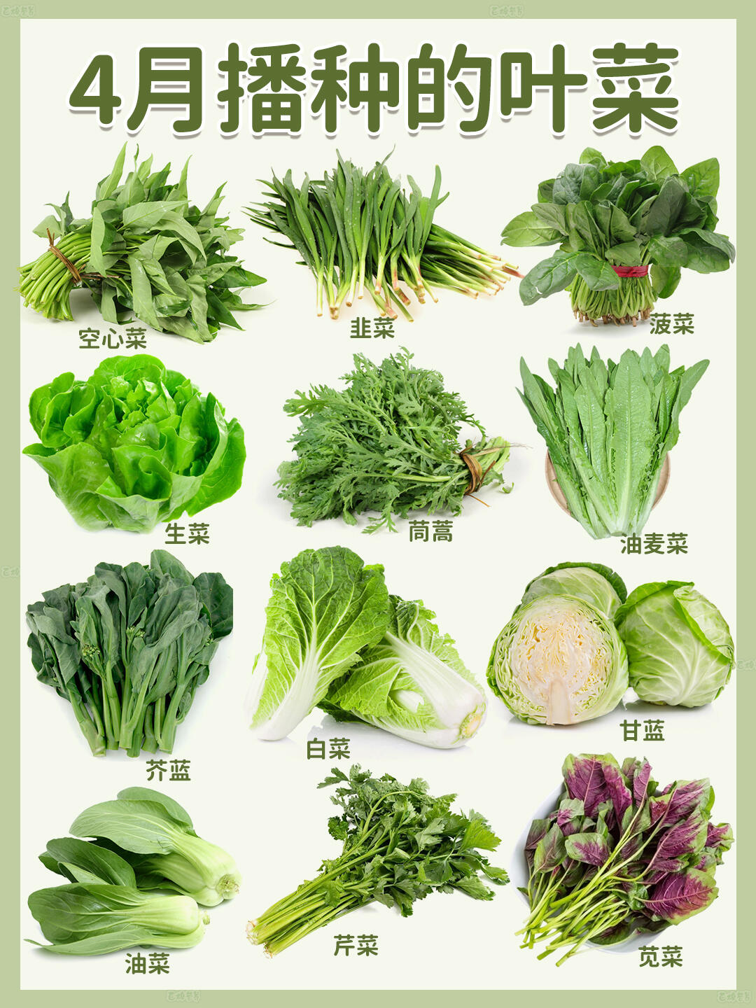 种菜不仅能收获新鲜蔬菜,还能享受种植乐趣,缓解压力.宝