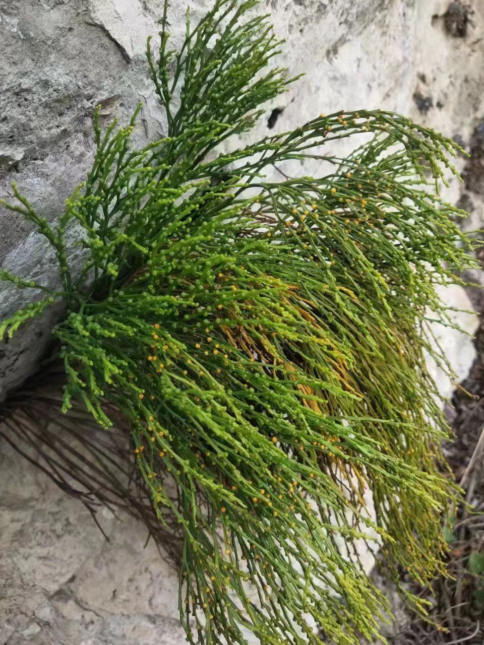 浙江岩丝四川铁扫巴