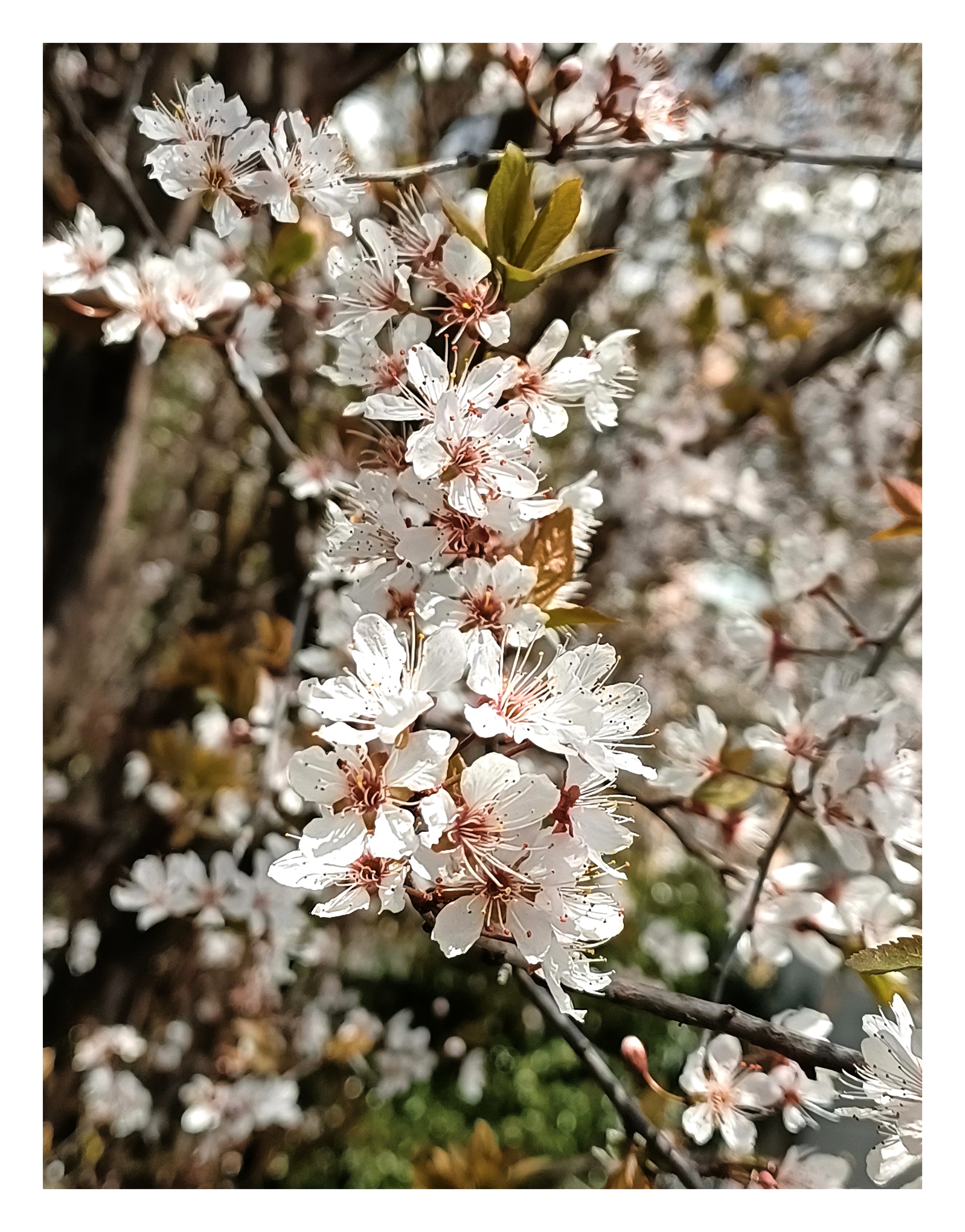 春花如蝶