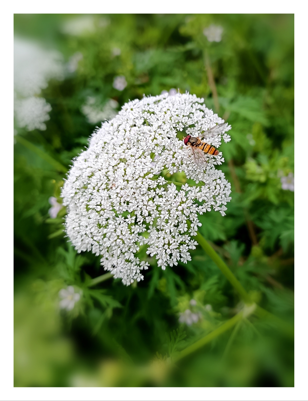 洁白如雪的蛇床花簇拥盛开,宛如绒球