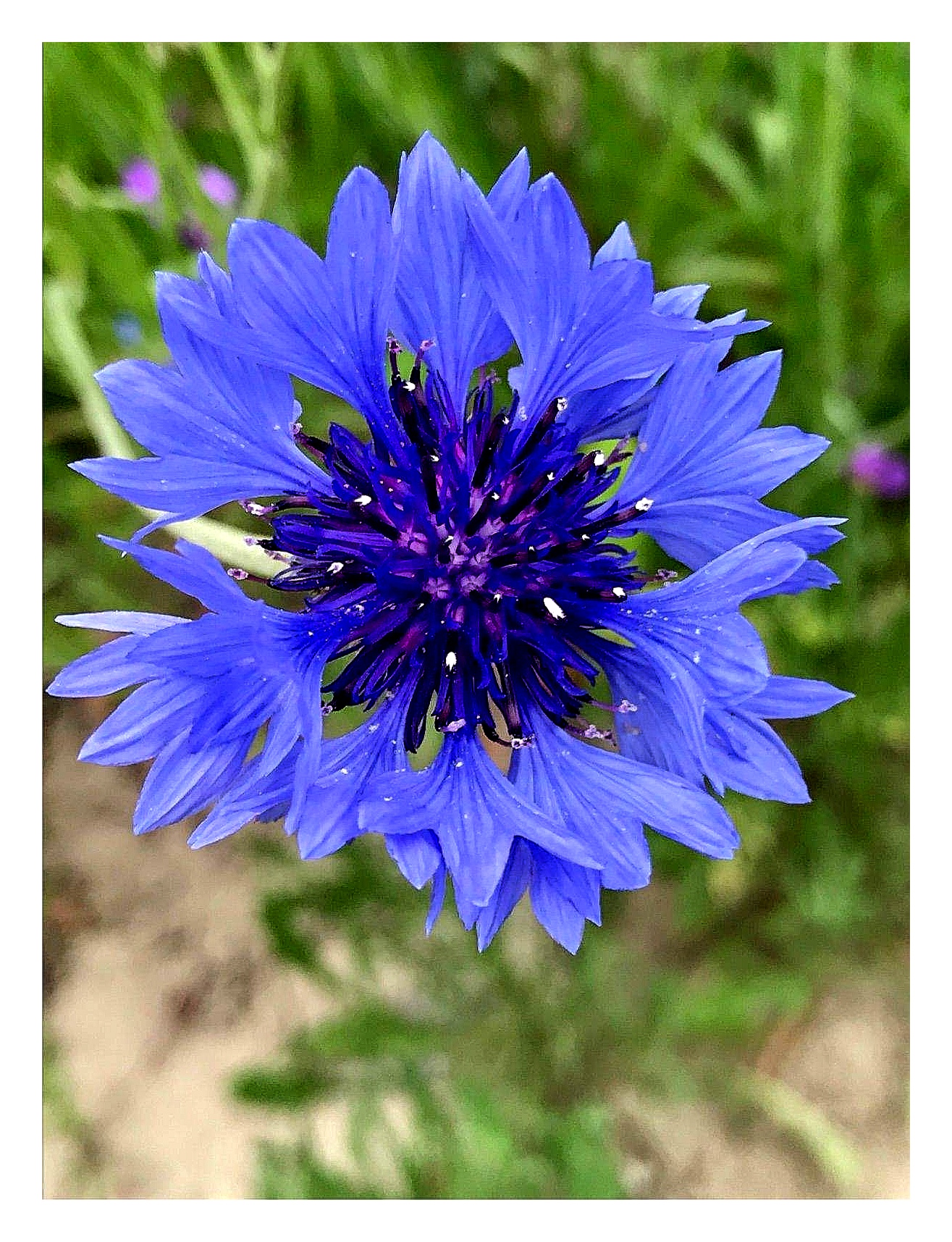 蓝花矢车菊,盛开在夏季的蓝色花朵,适应力强,强悍的生命力,优雅生长的