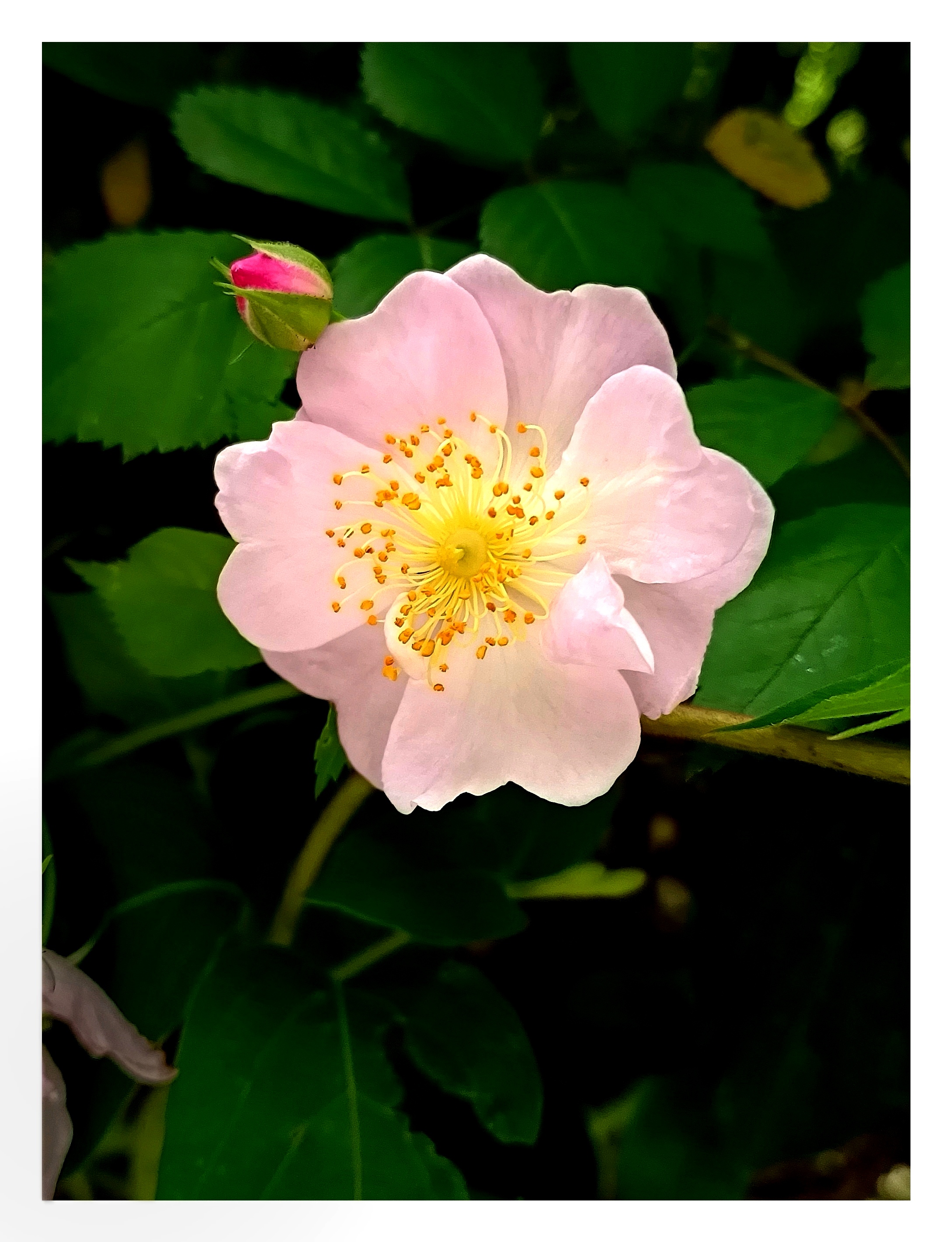 丛生蔷薇遍地香,七姊妹花吐露芬芳,它们花形优美,姿态各异,让人心旷神