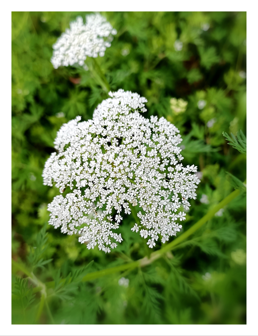 洁白如雪的蛇床花簇拥盛开,宛如绒球