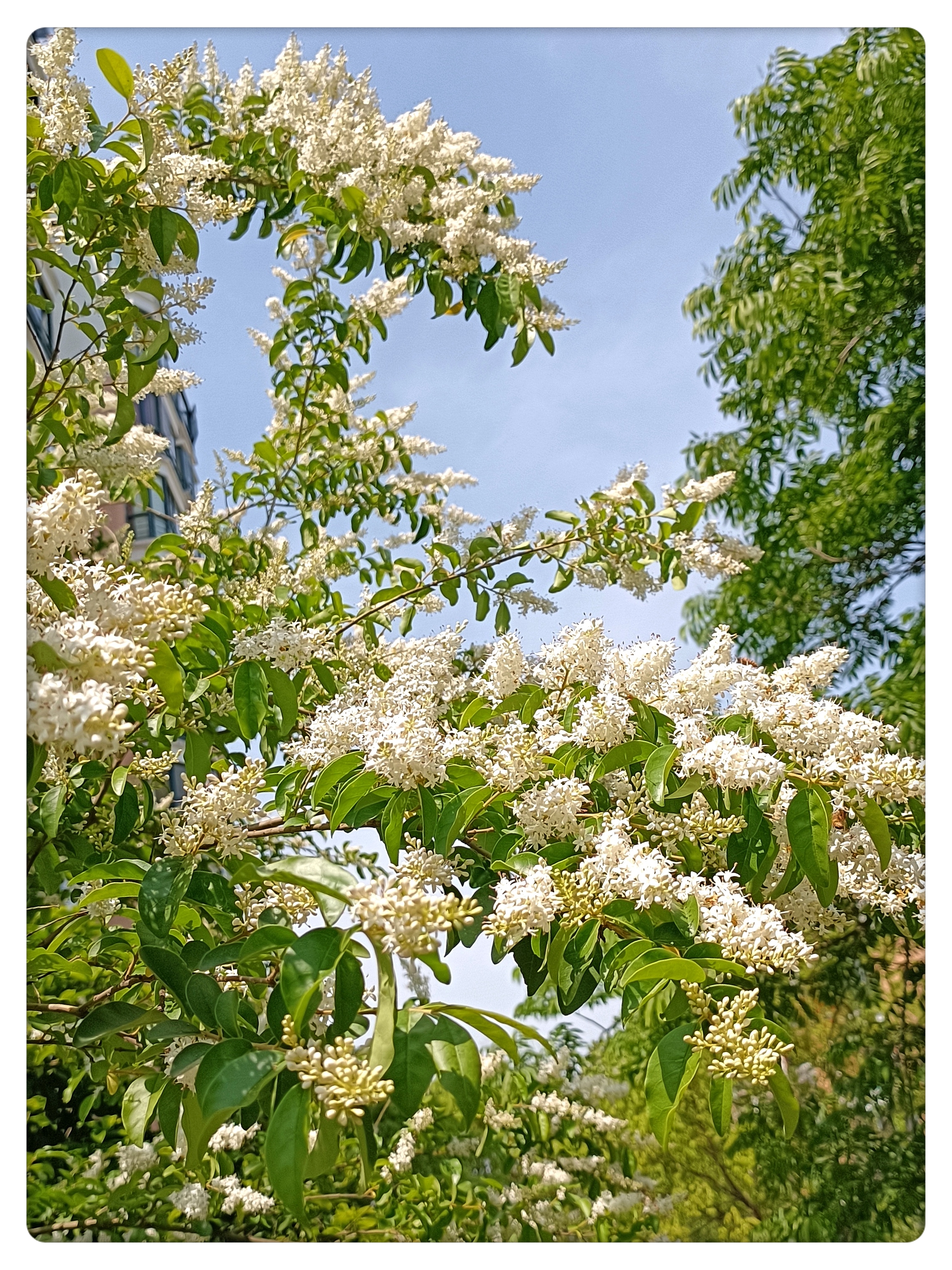 女贞花,花开特别稠密,白色的小碎花特别美丽.