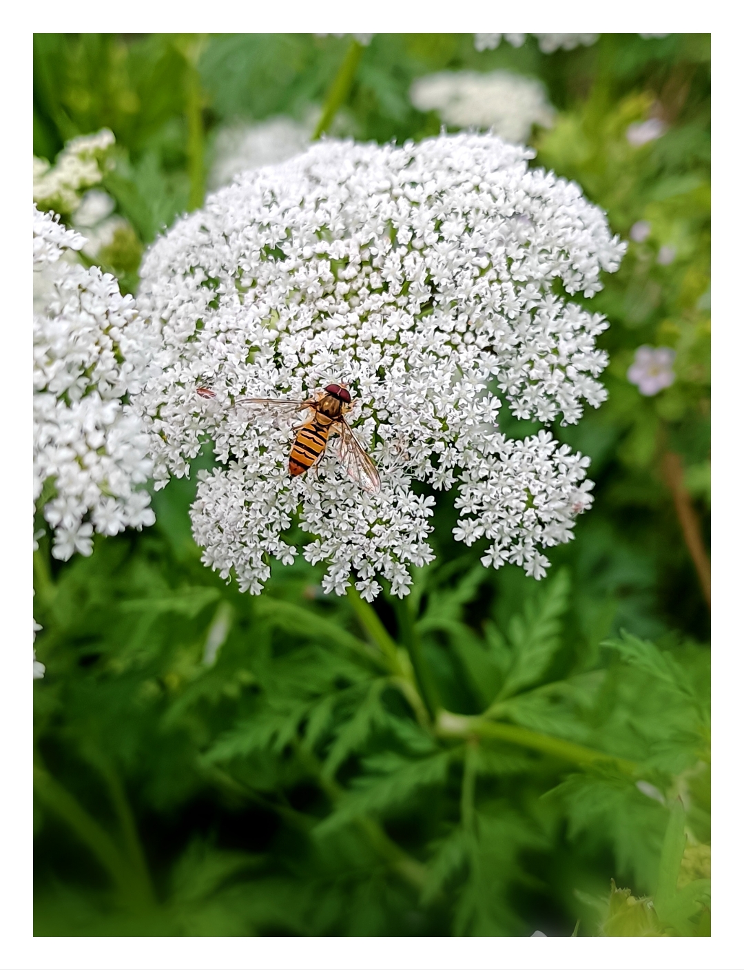 洁白如雪的蛇床花簇拥盛开,宛如绒球