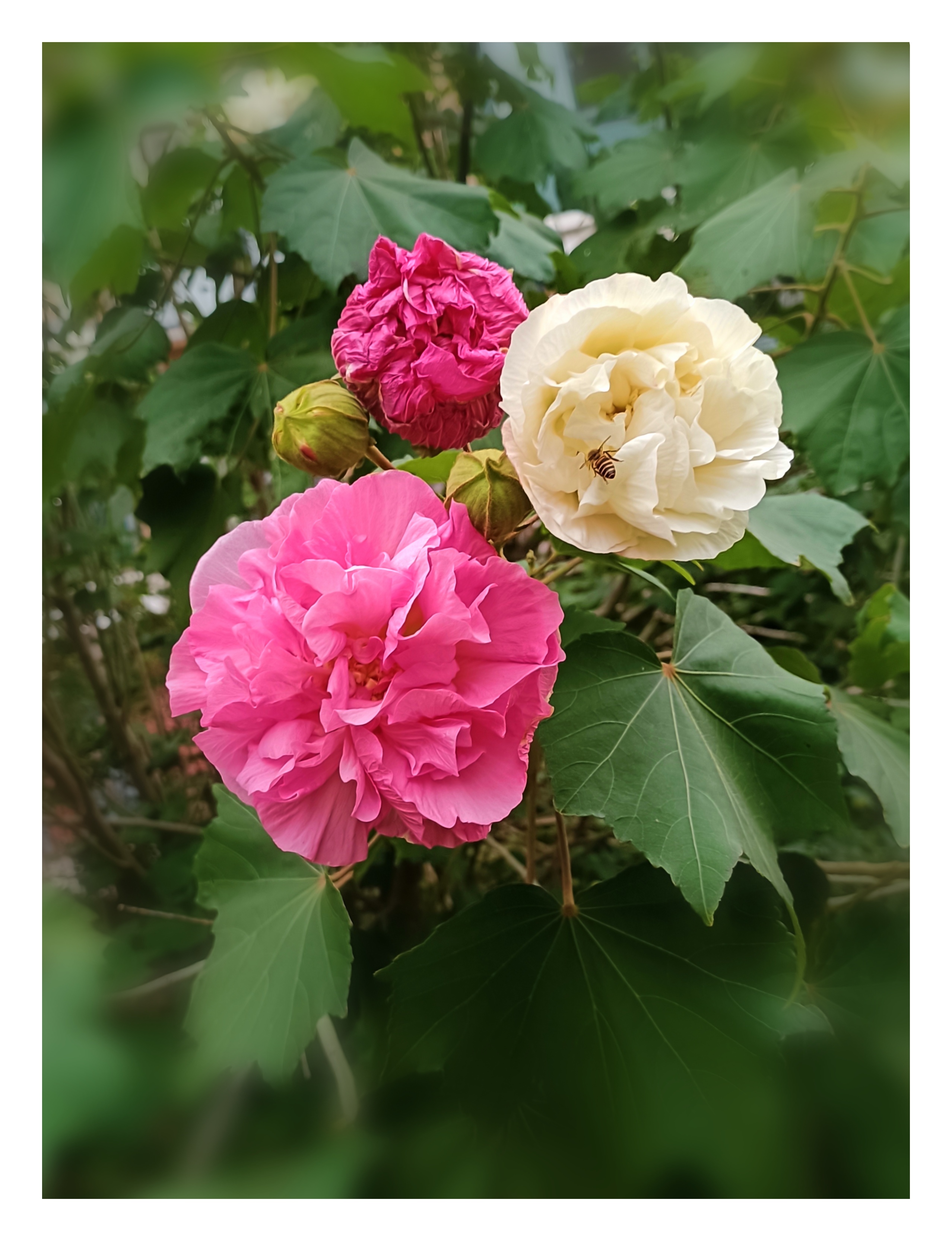 芙蓉花的姿容,既娇艳又高雅