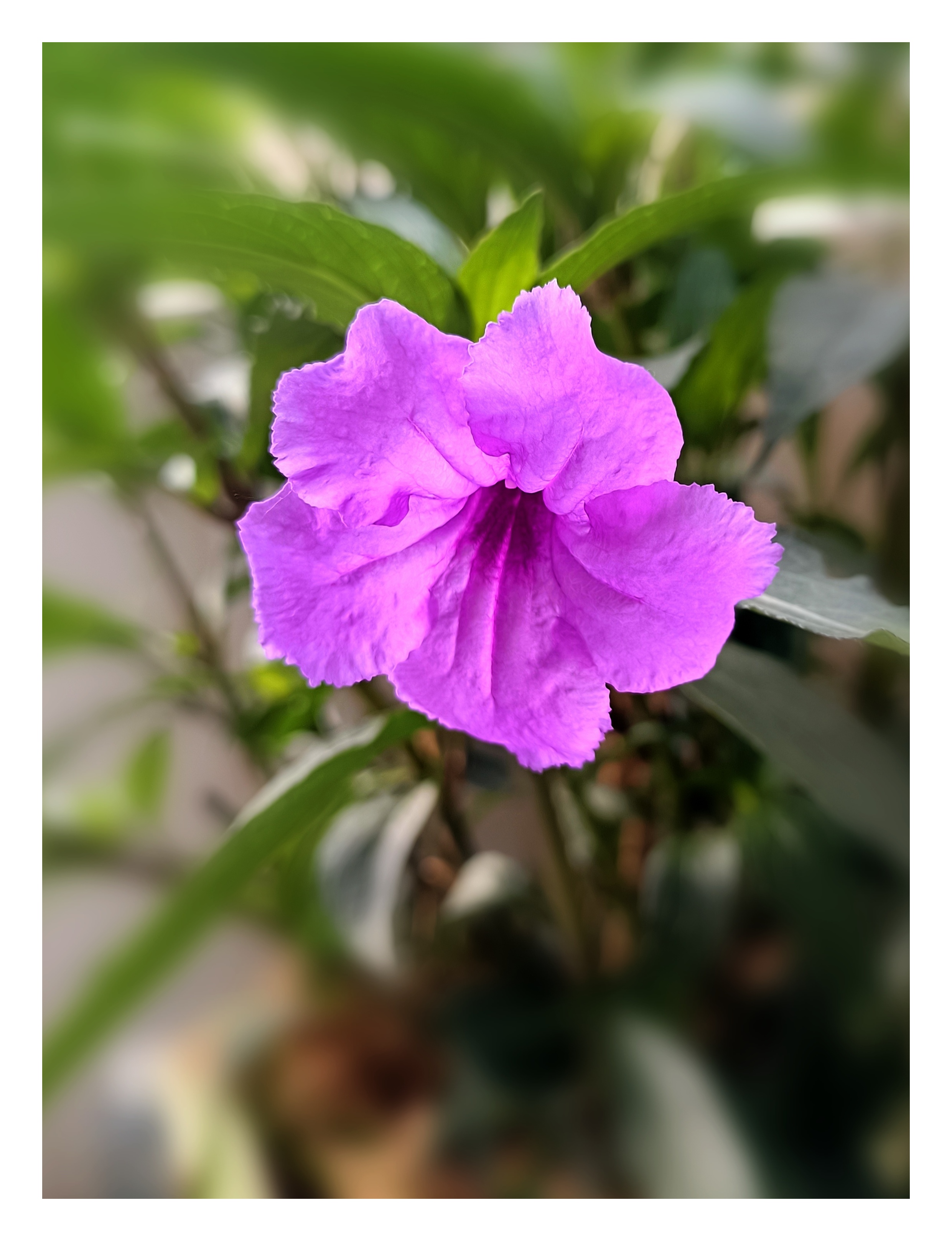 蓝花草在岁月中静静绽放,其优雅的花姿和迷人的芳香成为一种永恒的美.