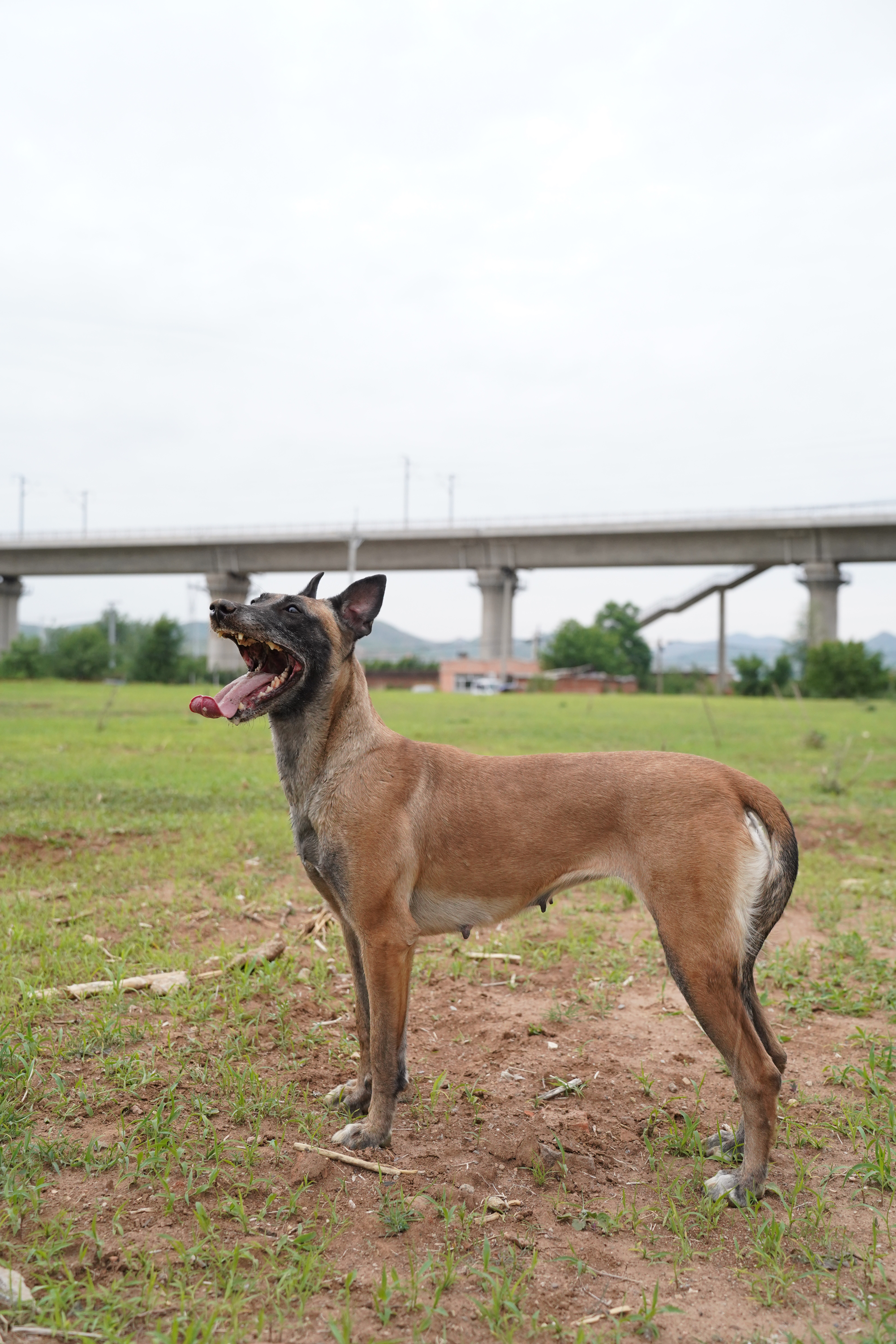 东德配马犬的后代图片图片