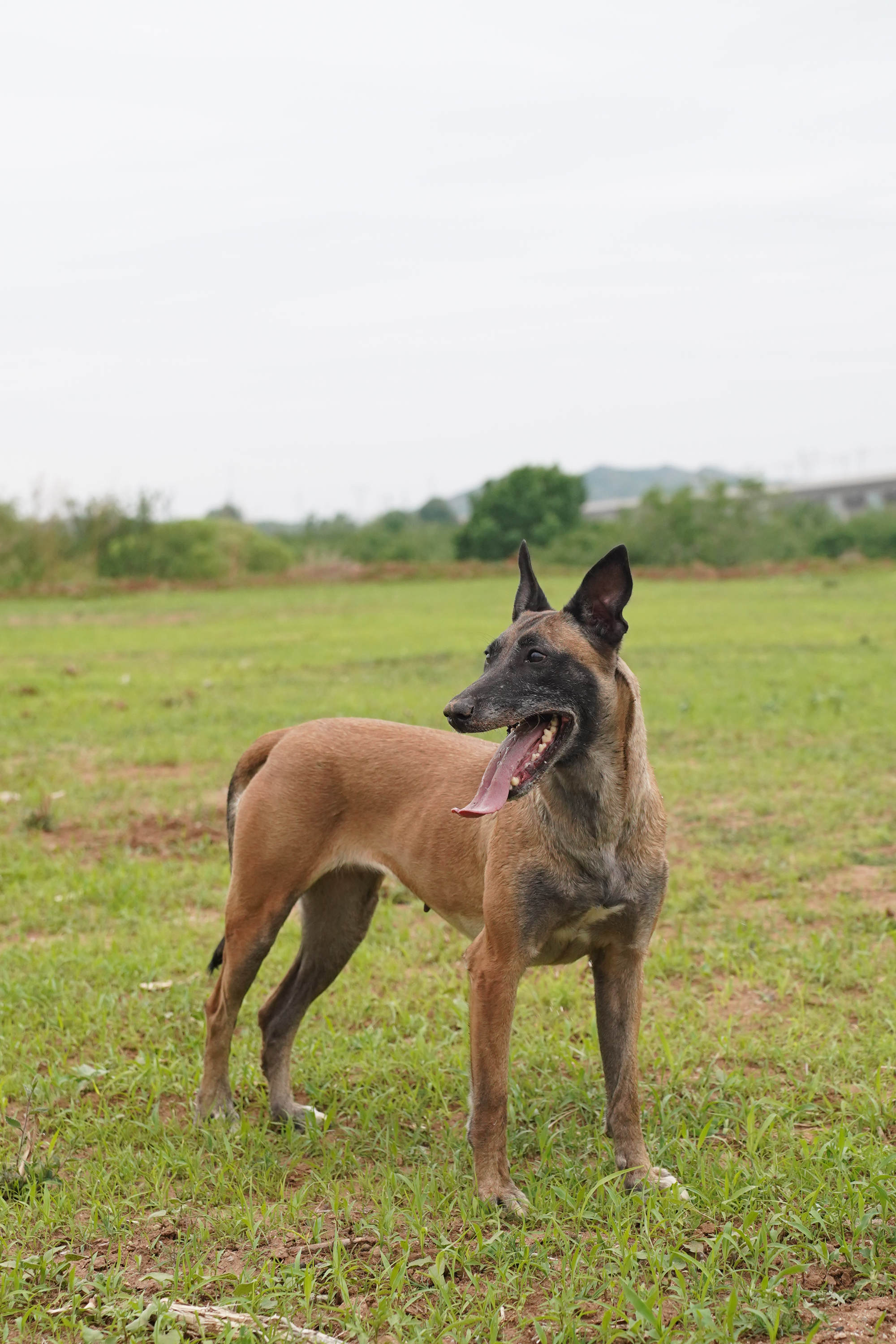 马犬与格力犬后代图片图片