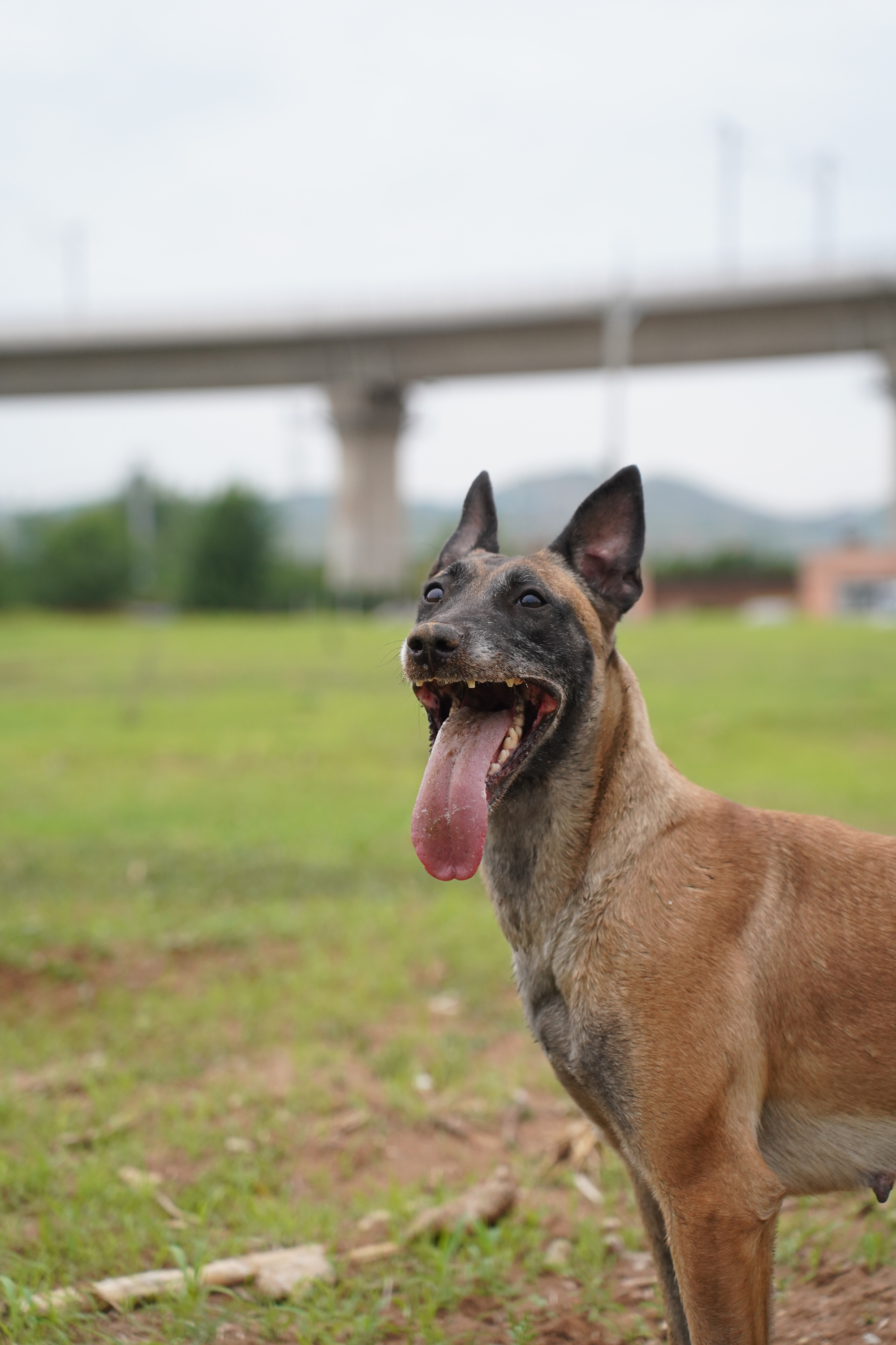 马犬与格力犬后代图片图片