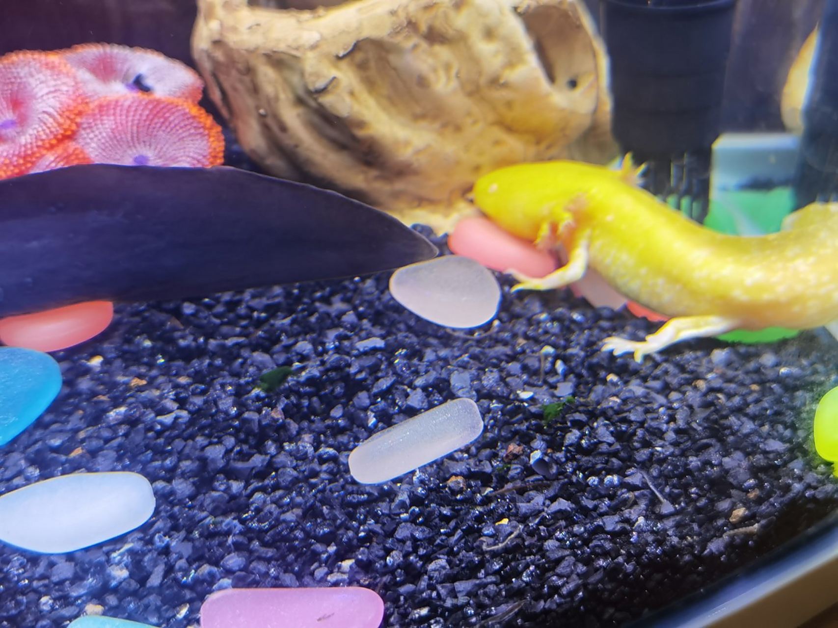 昨天刚养的六角龙,喂了那个冻的虫,然后今天鱼缸里