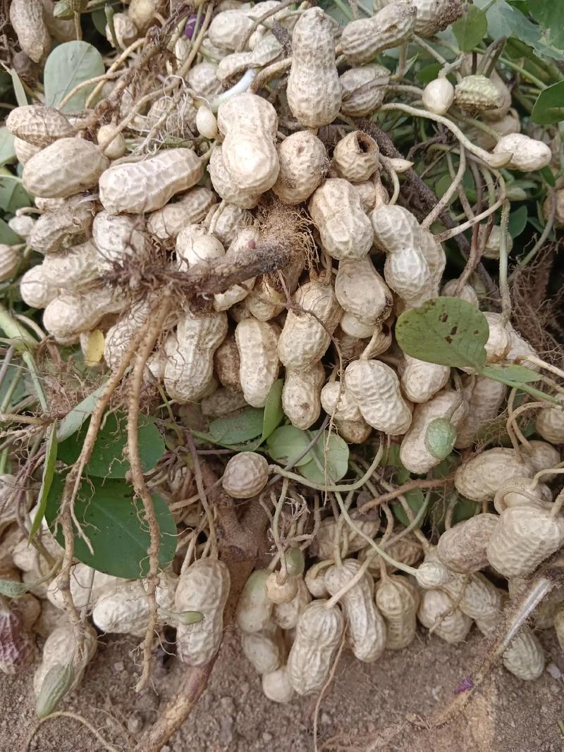 新米区域分解气候与需求主导后市