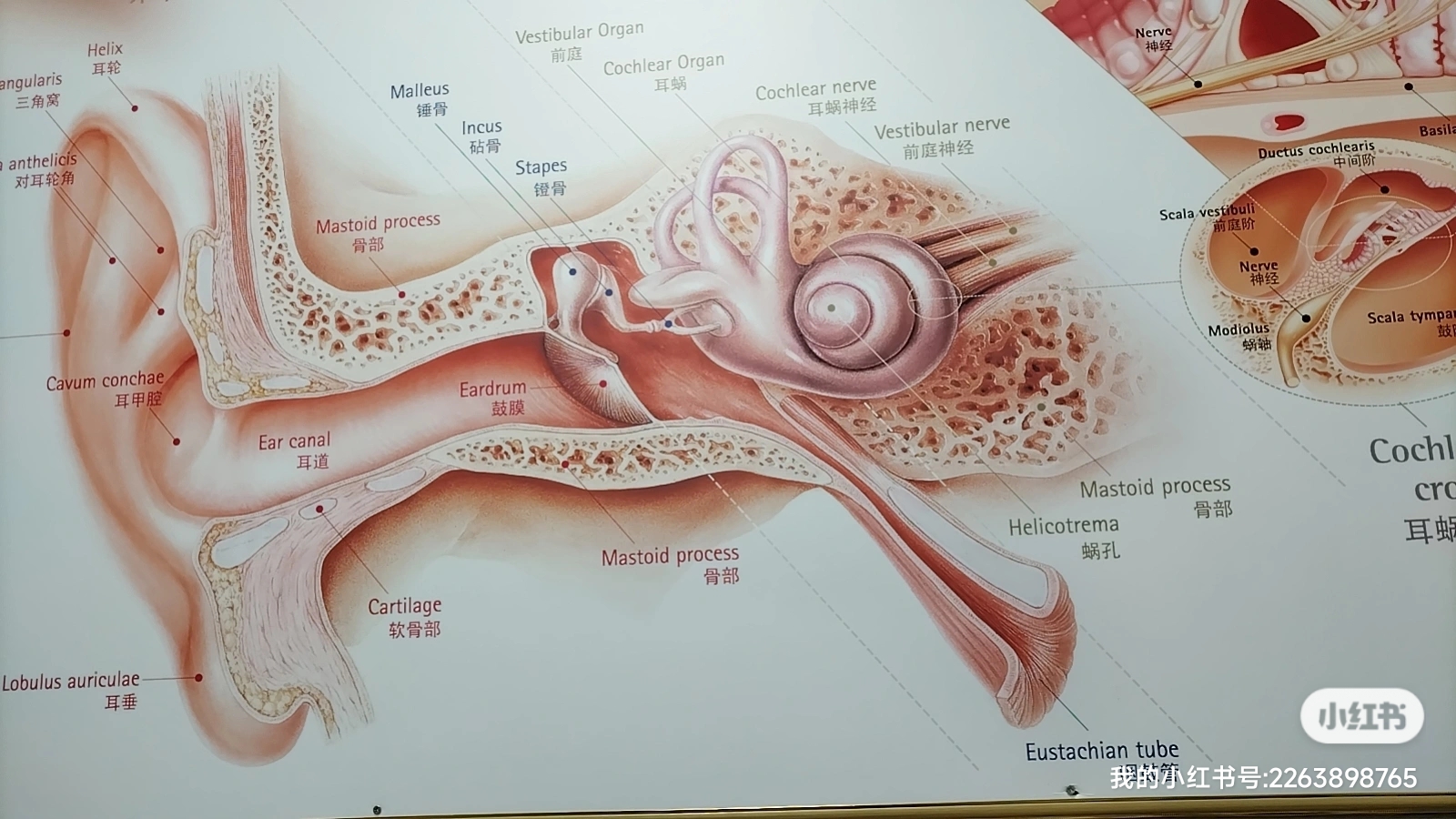 造成耳鸣的原因有很多: