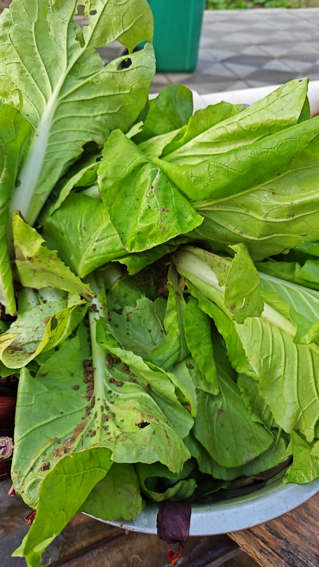 的图片烂小白菜小白菜不新鲜图片小白菜烂了图片小白菜烂了劣质小白菜