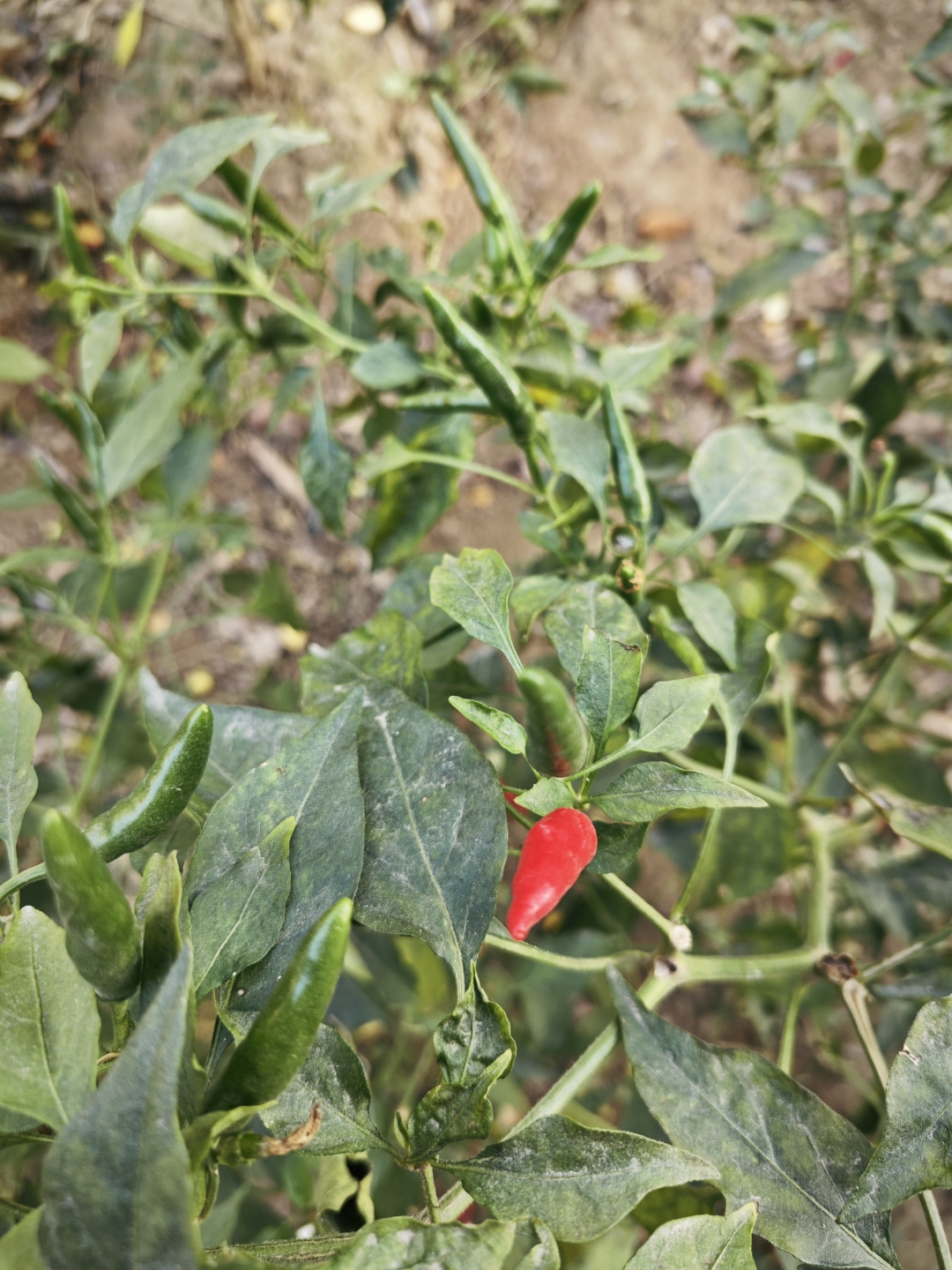 别一茬一茬的什么意思