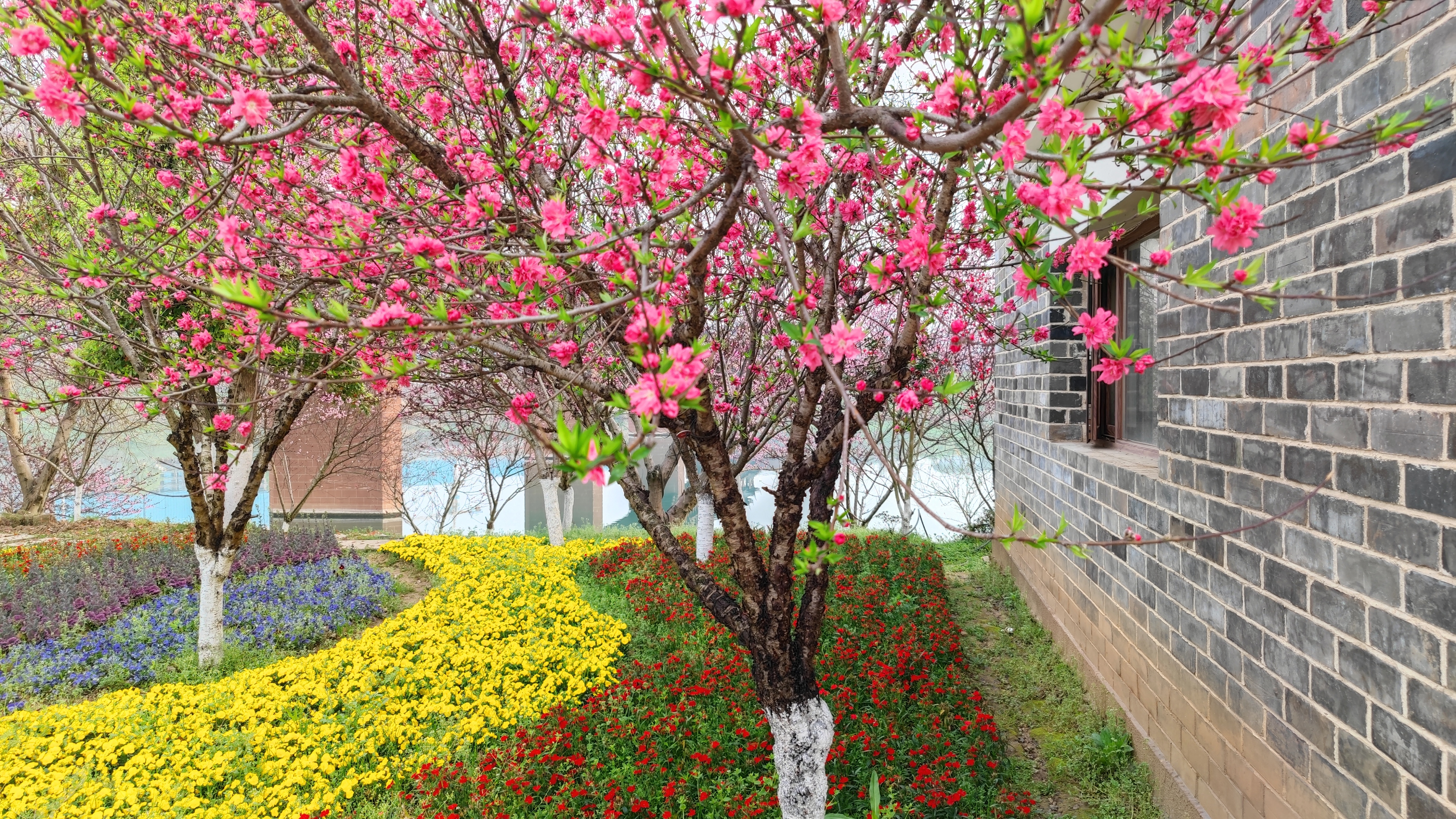 衡阳东洲岛桃花图片