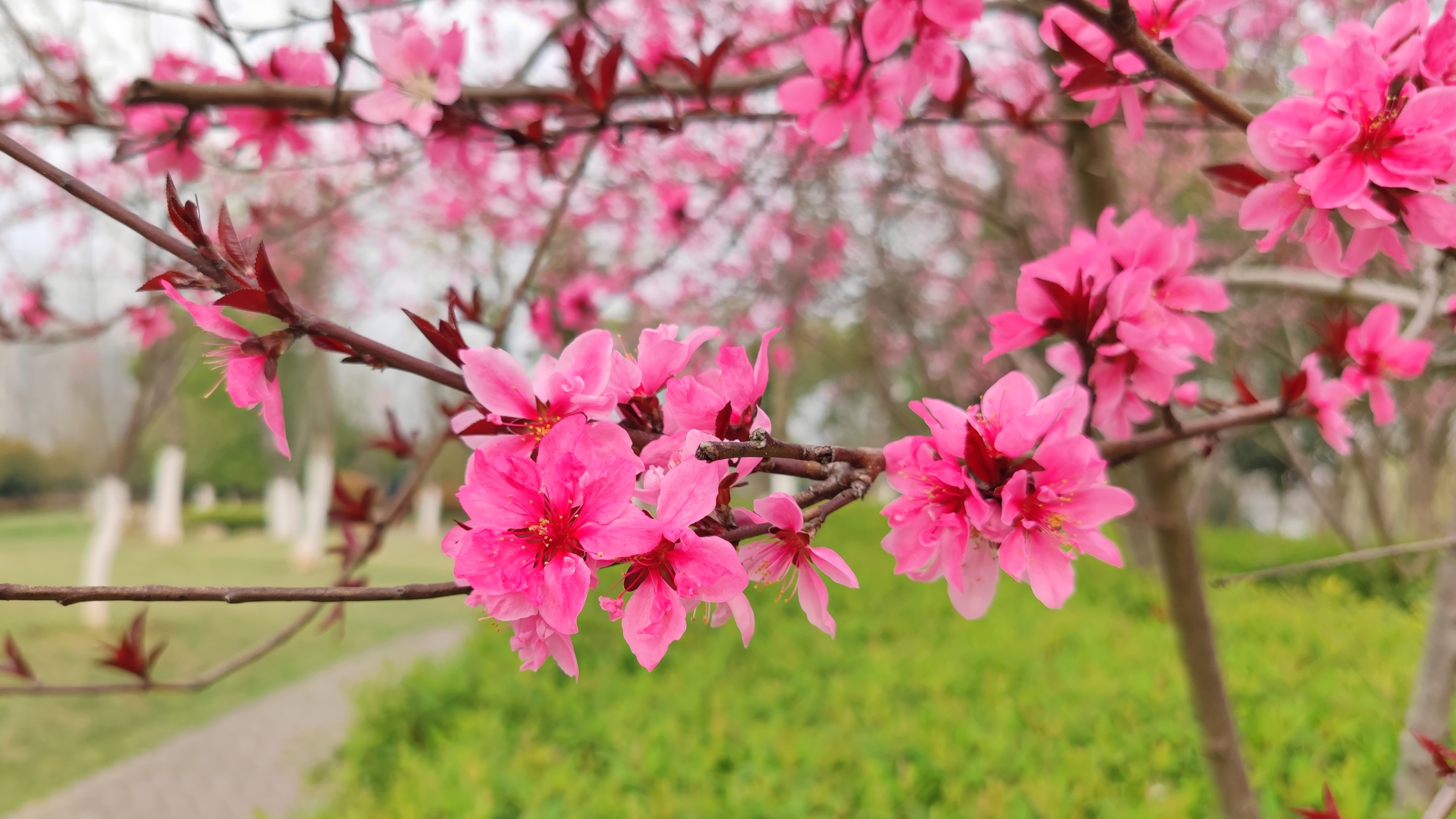 衡阳东洲岛桃花图片