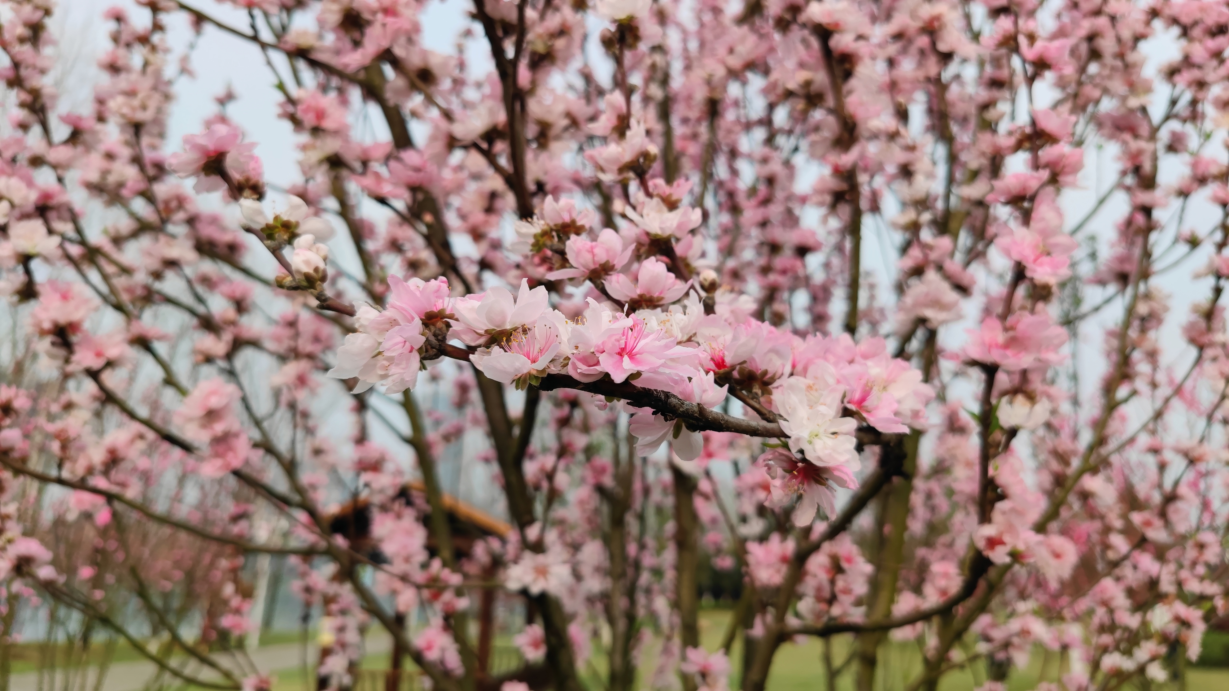 衡阳东洲岛桃花图片