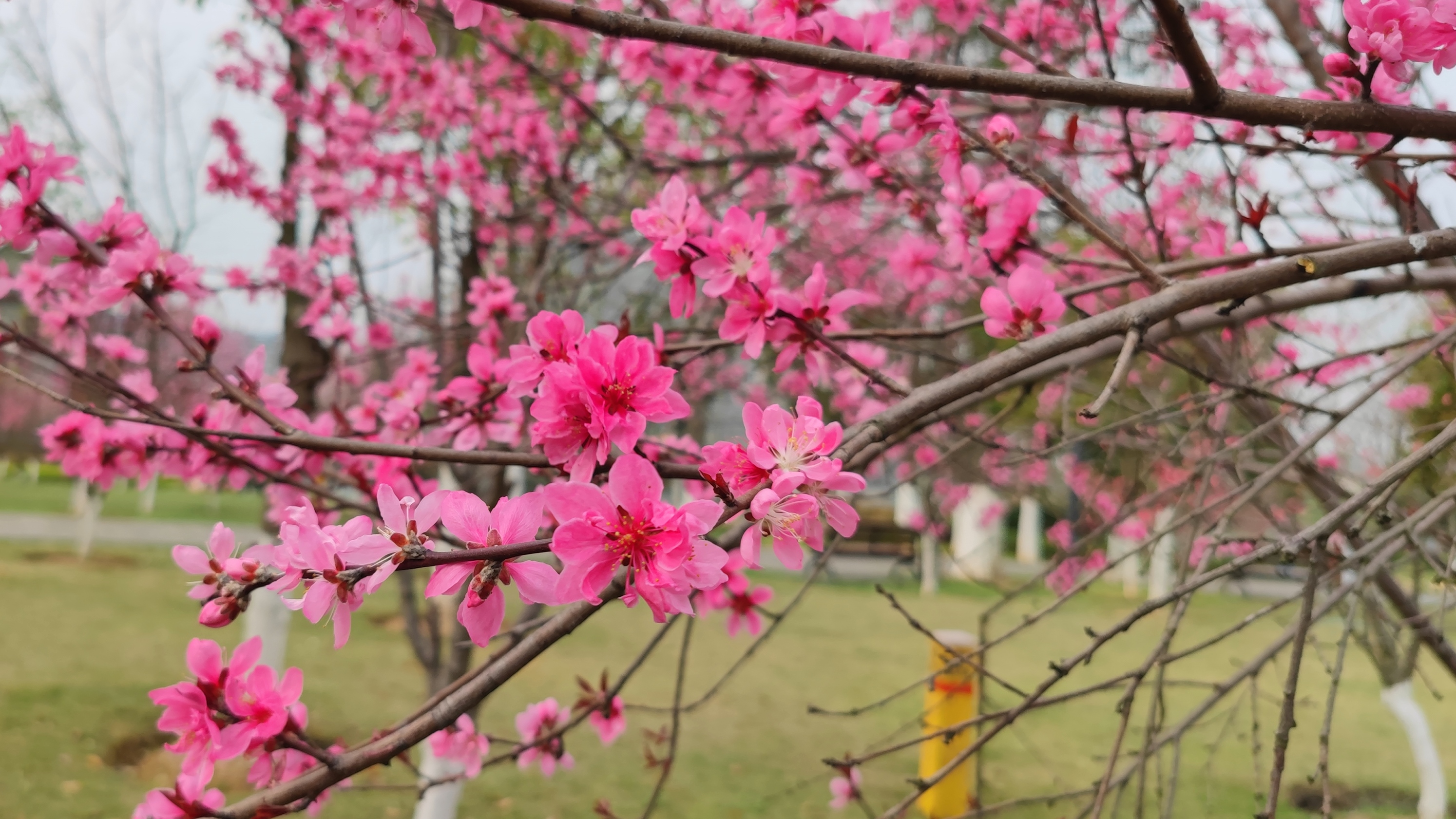 衡阳东洲岛桃花图片