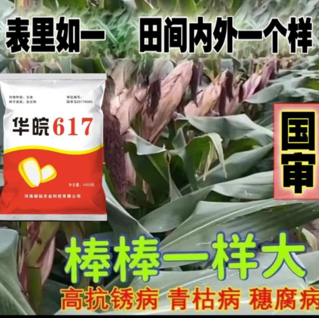 华皖618玉米品种简介图片