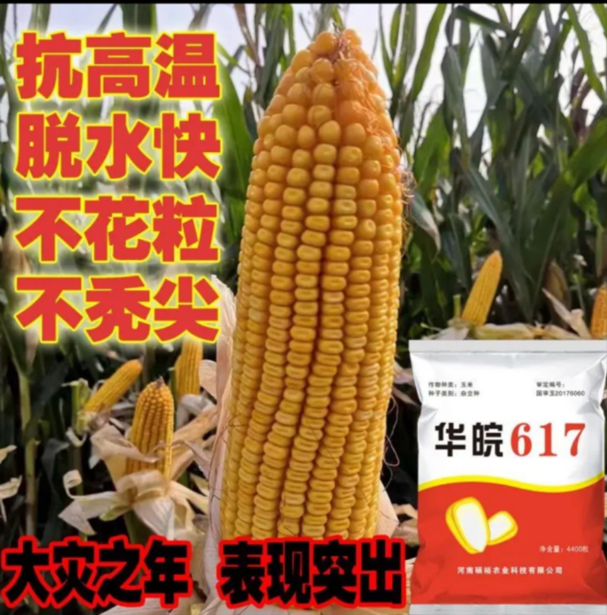 华皖602玉米品种简介图片