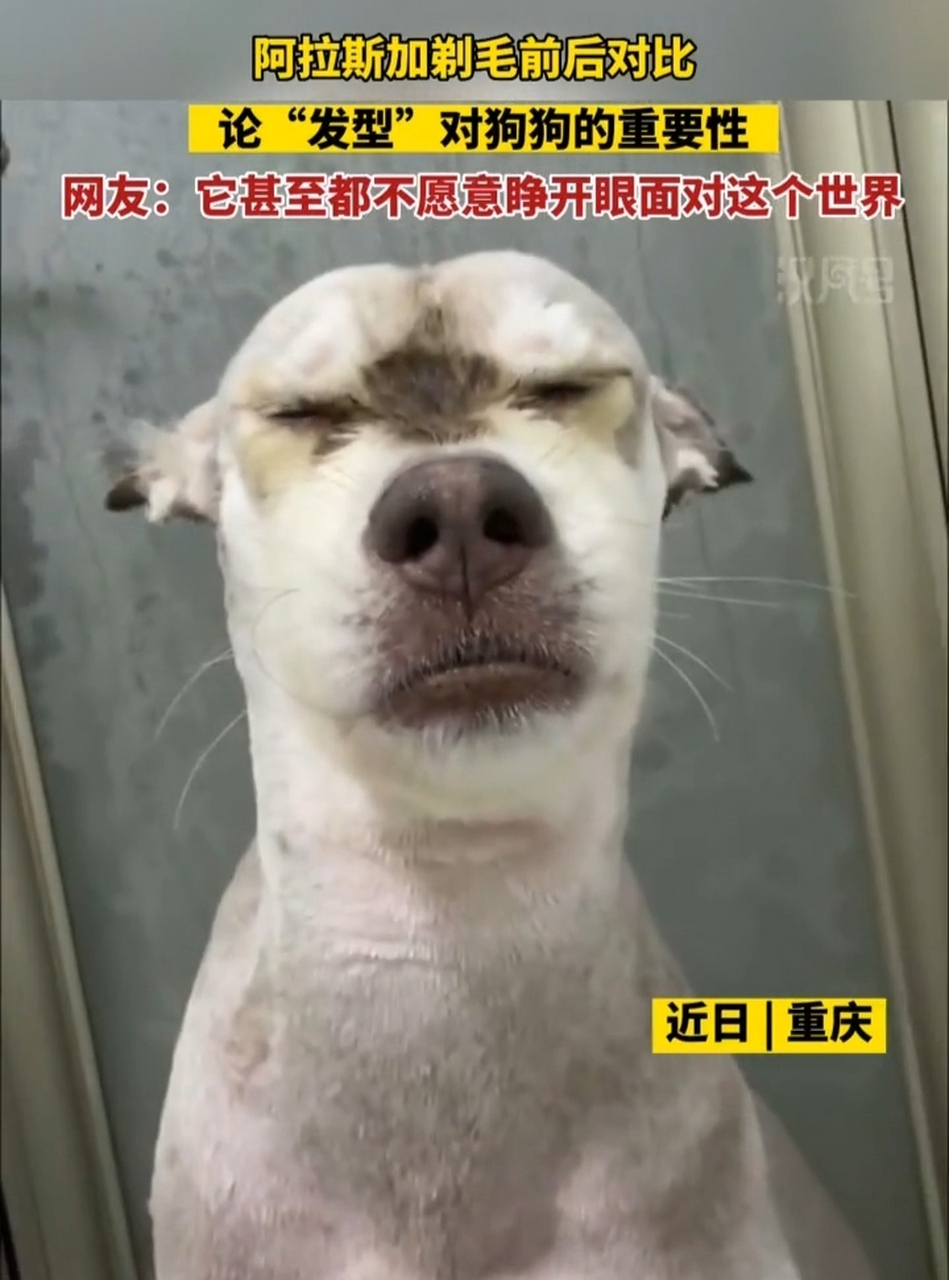 论发型的重要性[捂脸][捂脸][捂脸]#搞笑