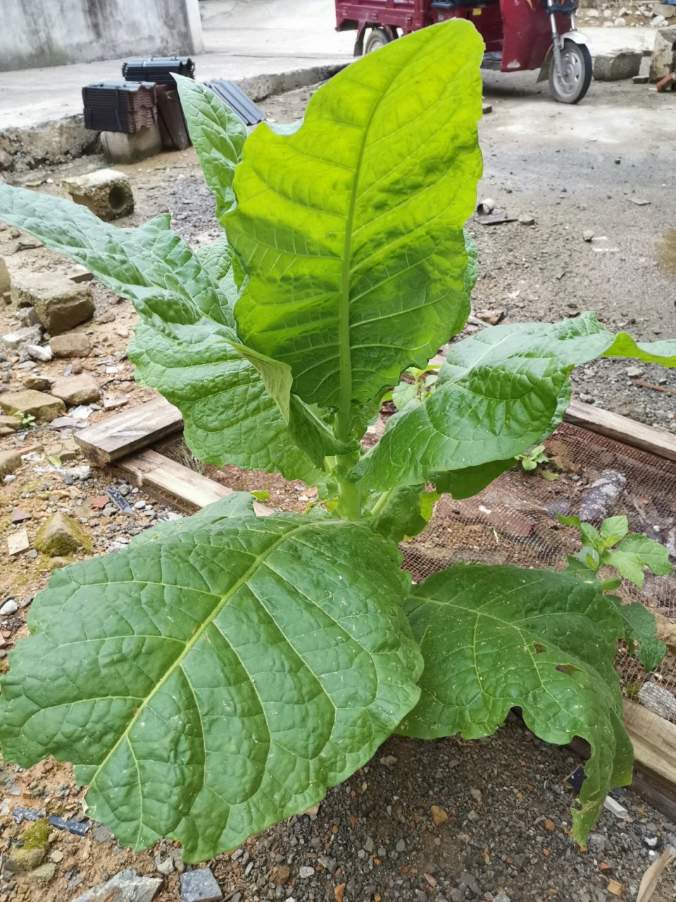 此就是在本玉山失种的旱烟叶