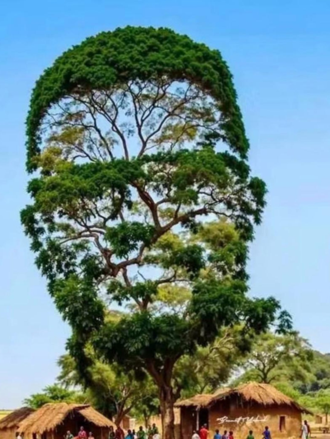 好多人来这旅游都要围着它看半天琢磨半天,它只是一棵树而已,但真的