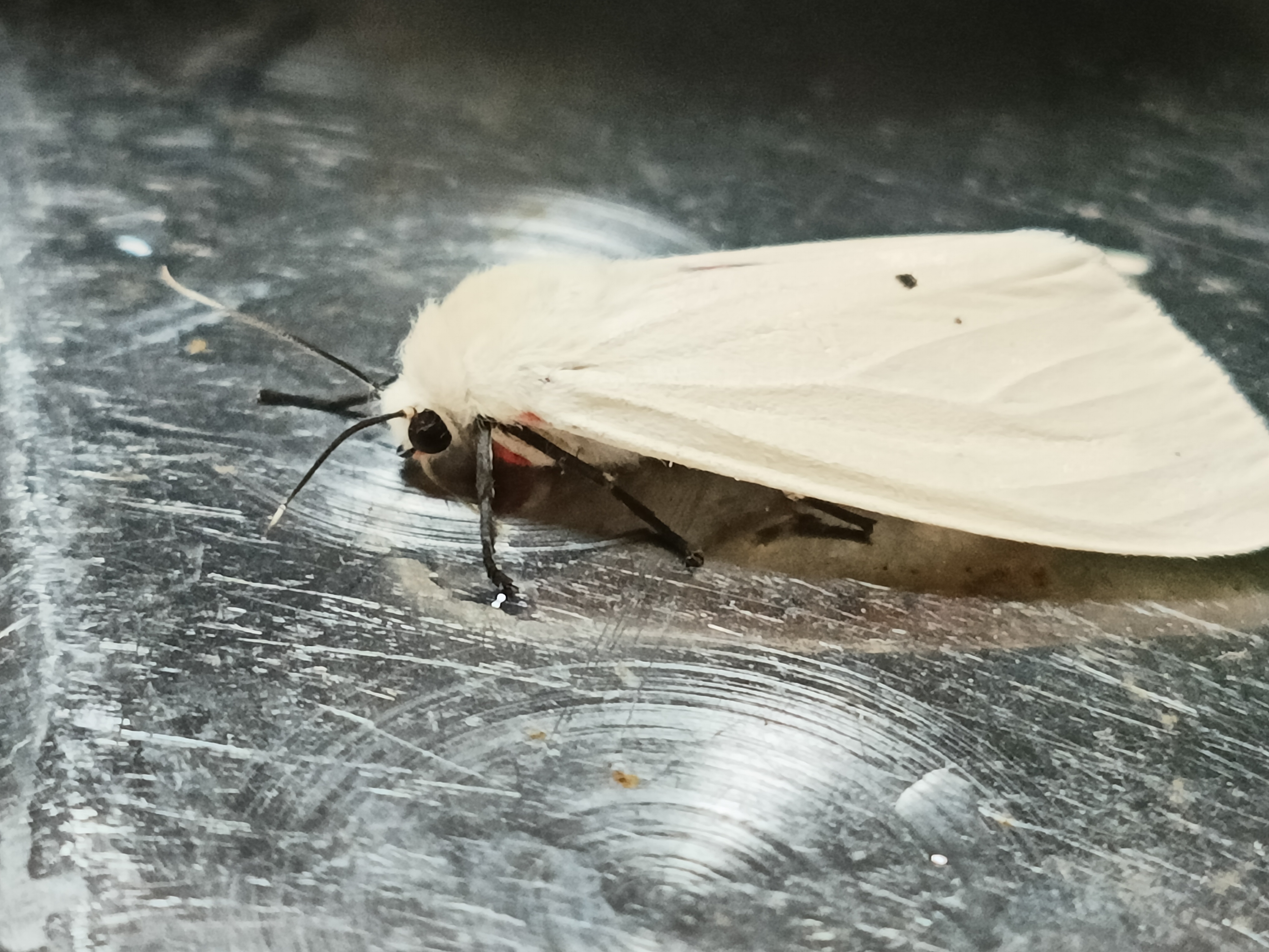 昆虫# 红腹白灯蛾