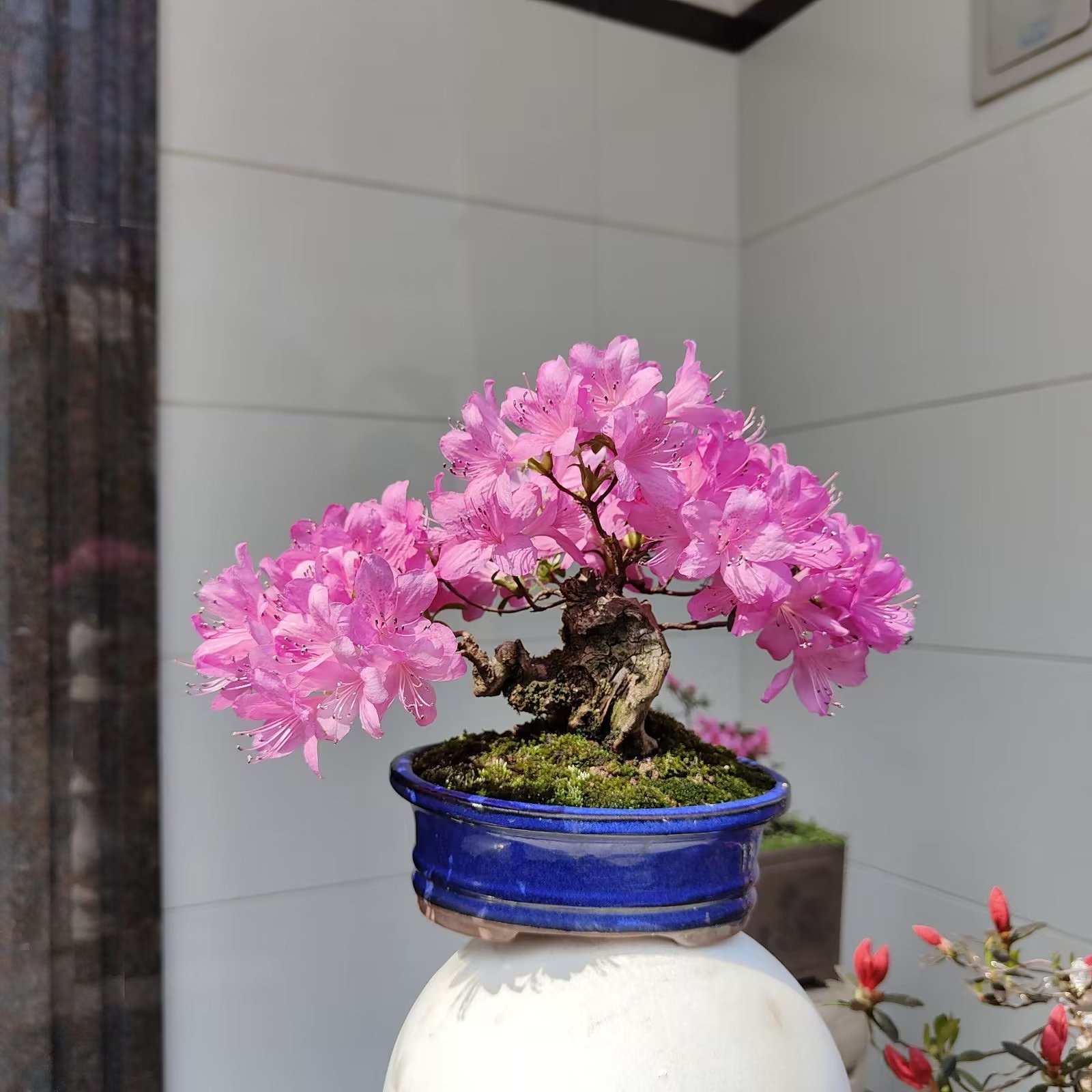 映山红小品盆景