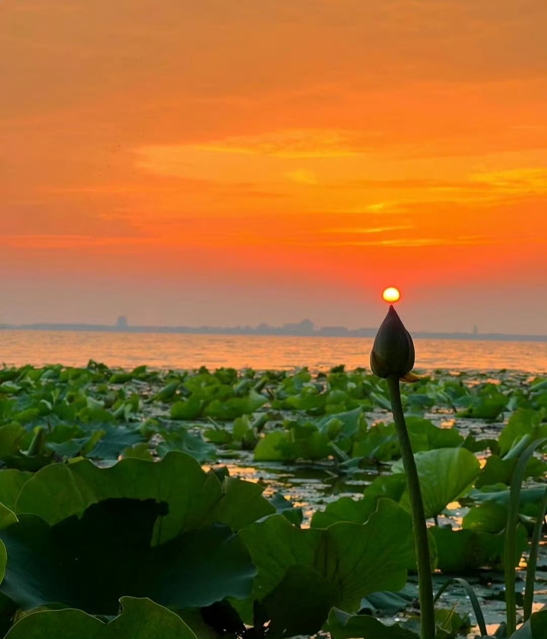 微风吹过,荷叶轻轻摇曳,荷花微微开放,散发出淡雅的香气,令人心旷神怡