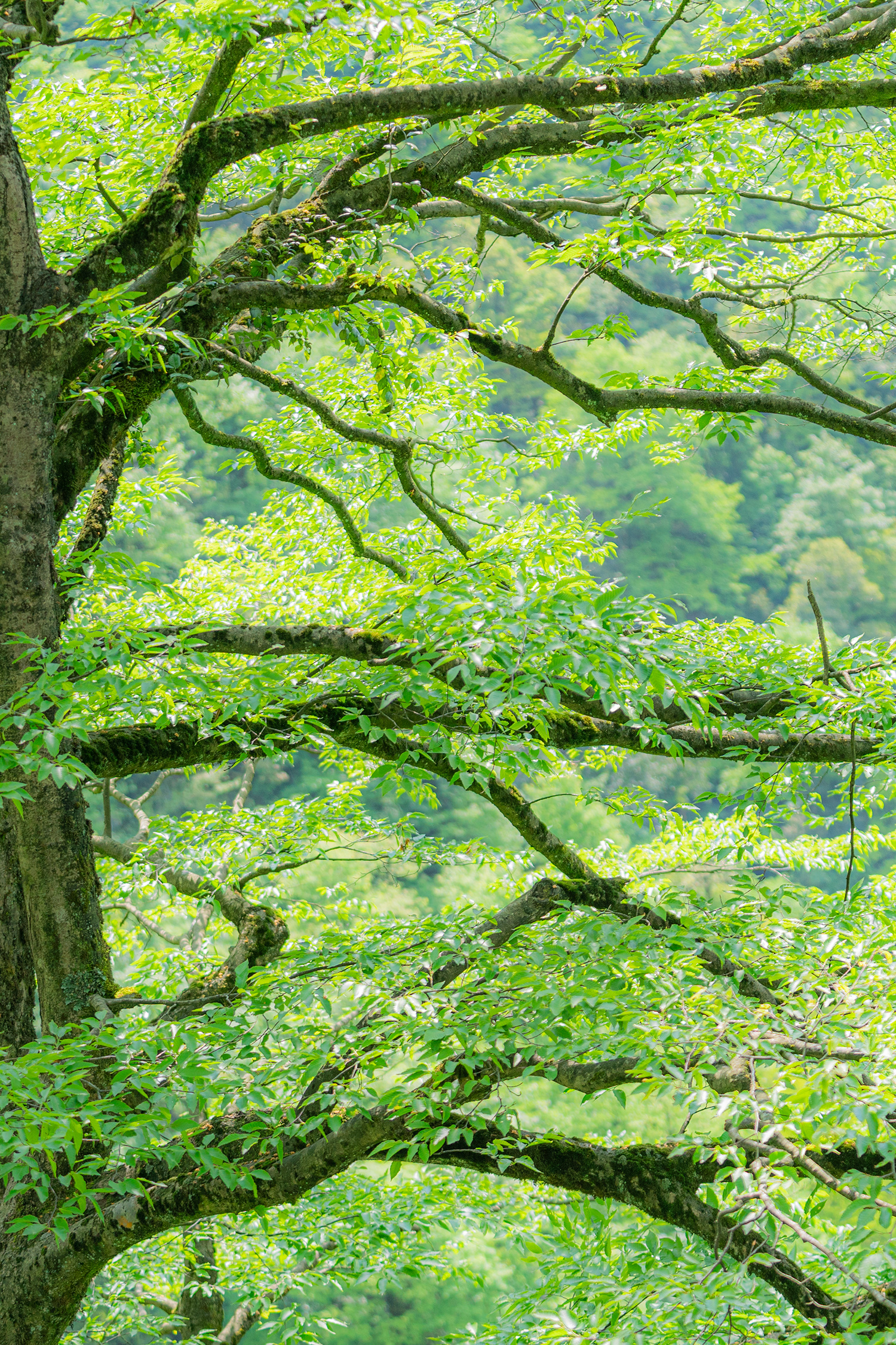 自然# #风景# #花草