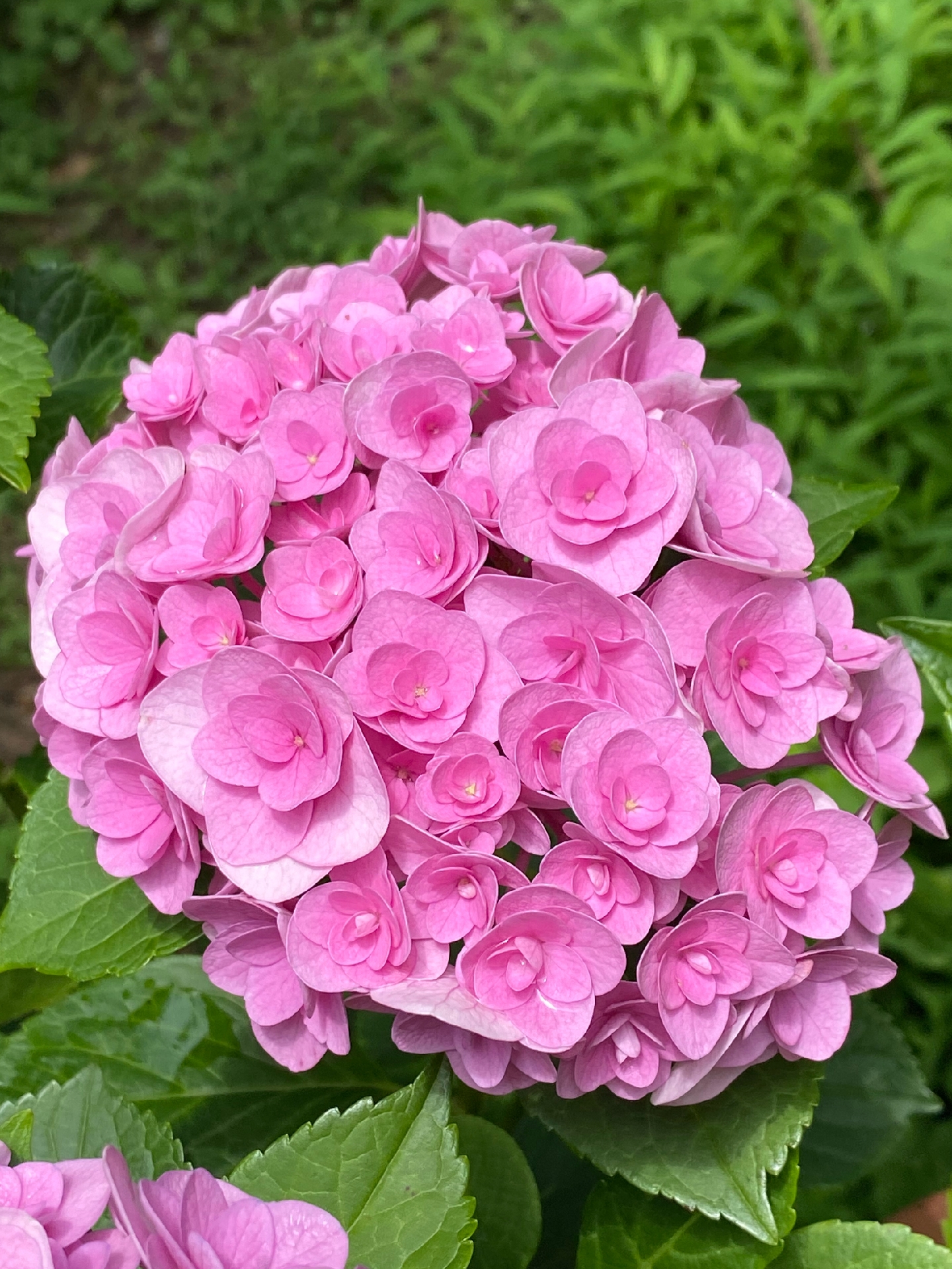 粉色绣球花的花语主要与浪漫,美满,甜蜜和期待爱情相关#花草