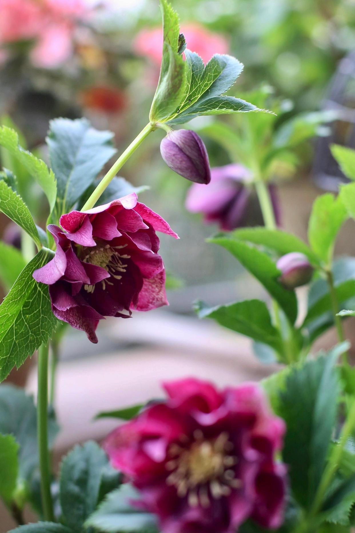 铁筷子(helleborus thibetanus franch.
